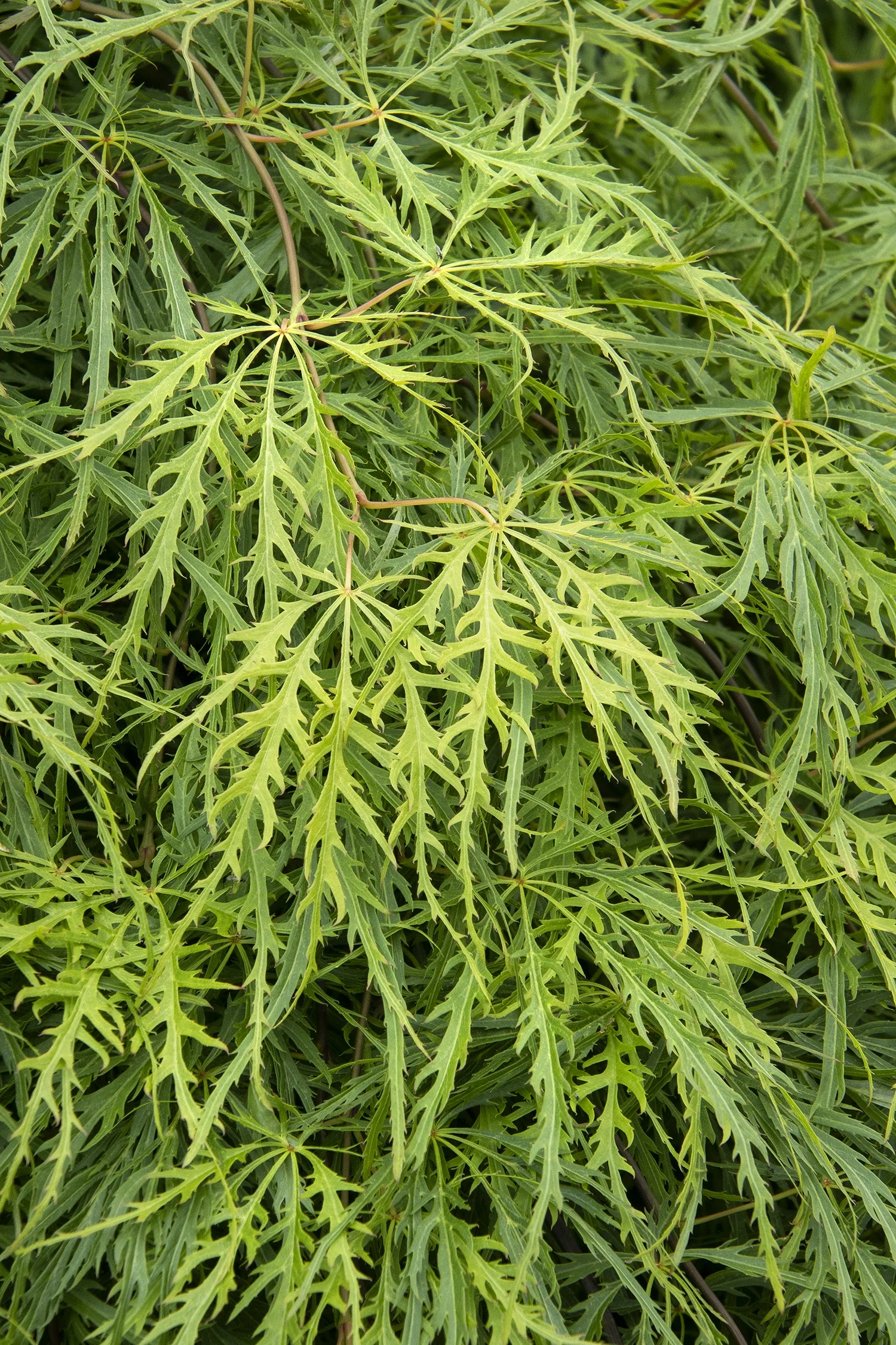 Viridis Japanese Maple 1 Viridis Japanese Maple