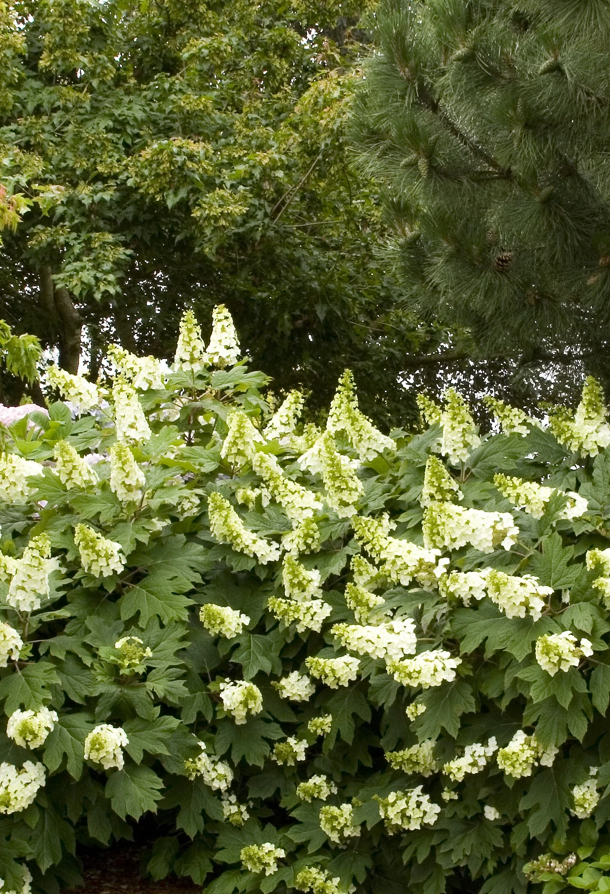 Oakleaf Hydrangea 1 Oakleaf Hydrangea