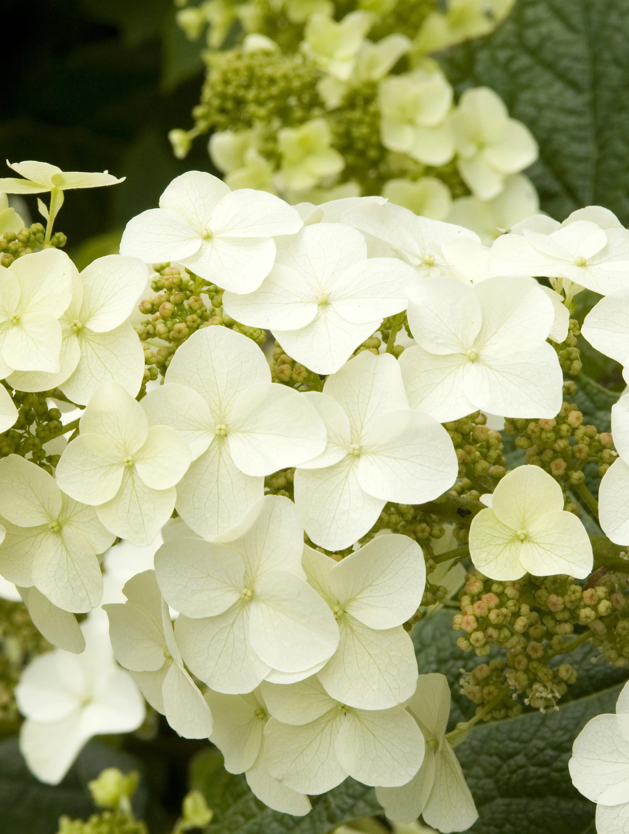 Oakleaf Hydrangea 2 Oakleaf Hydrangea