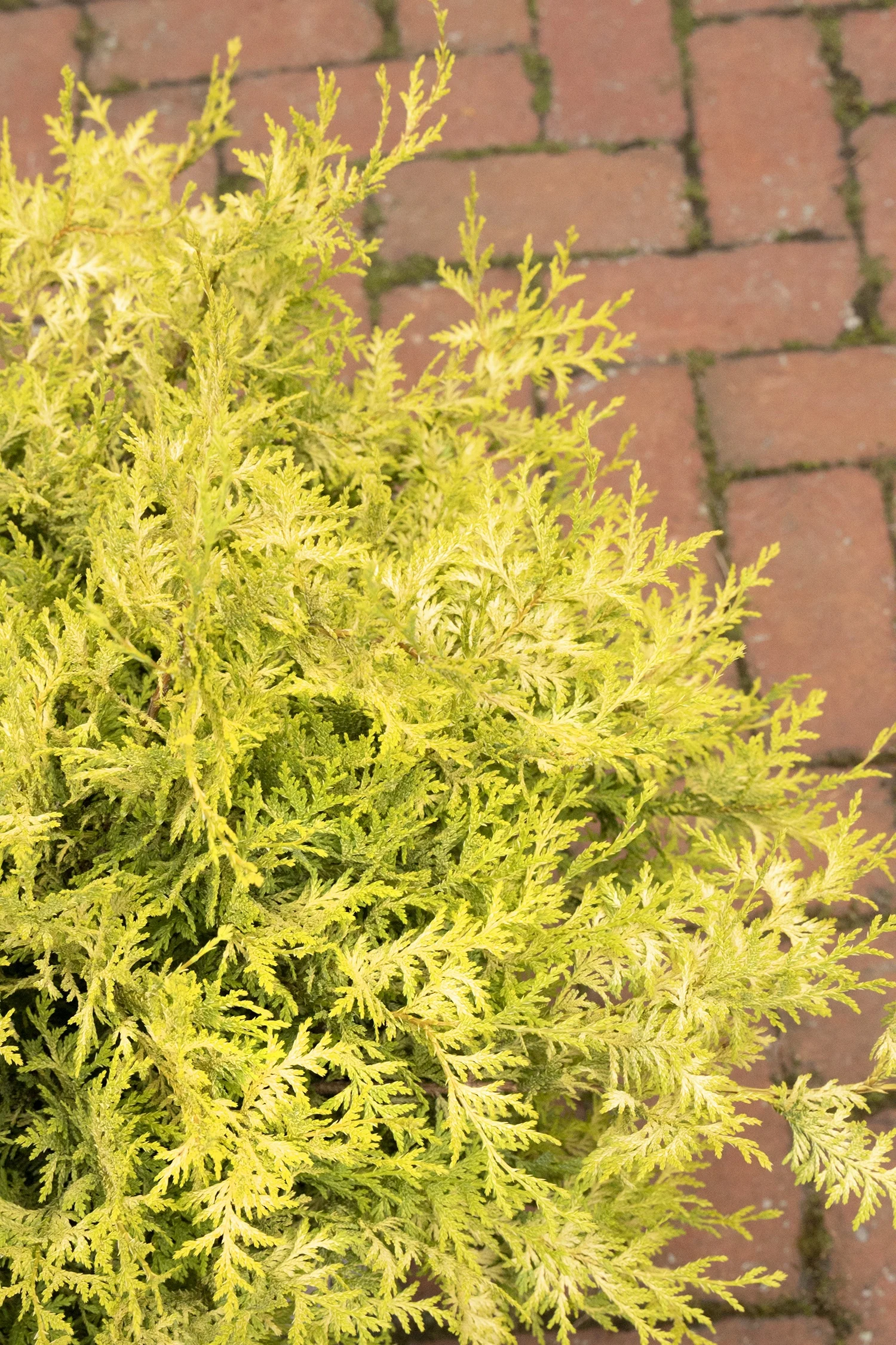 Vintage Gold False Cypress 9 Vintage Gold False Cypress