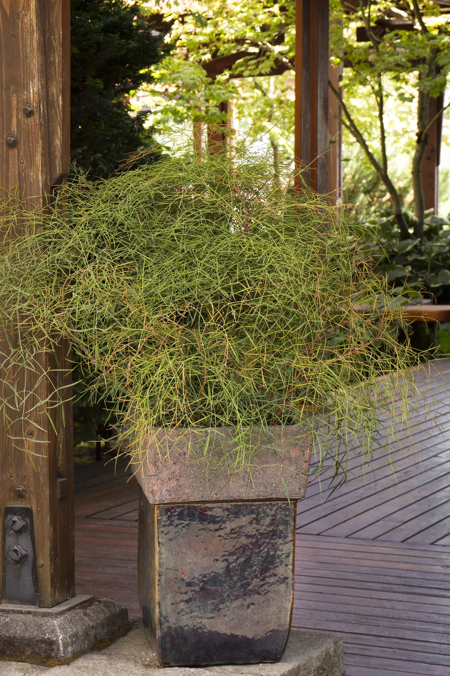 Chime Heavenly Bamboo 4 Chime Heavenly Bamboo