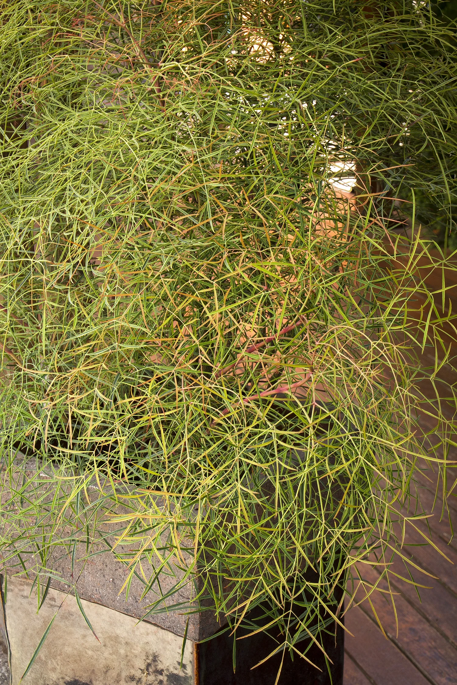 Chime Heavenly Bamboo 2 Chime Heavenly Bamboo