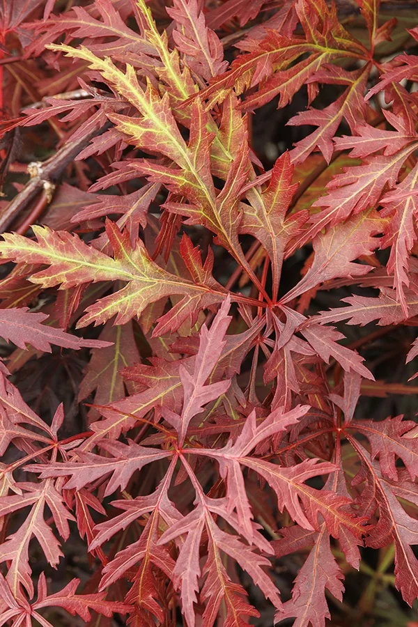 Orangeola Japanese Maple 6 Orangeola Japanese Maple