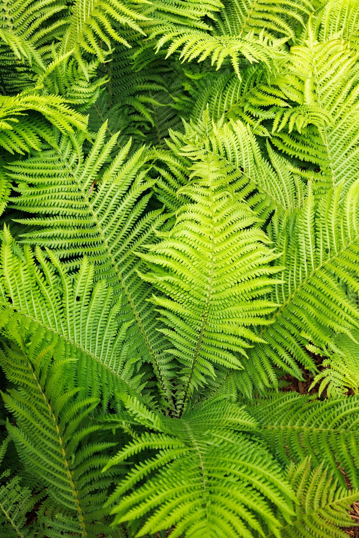 The King Ostrich Fern