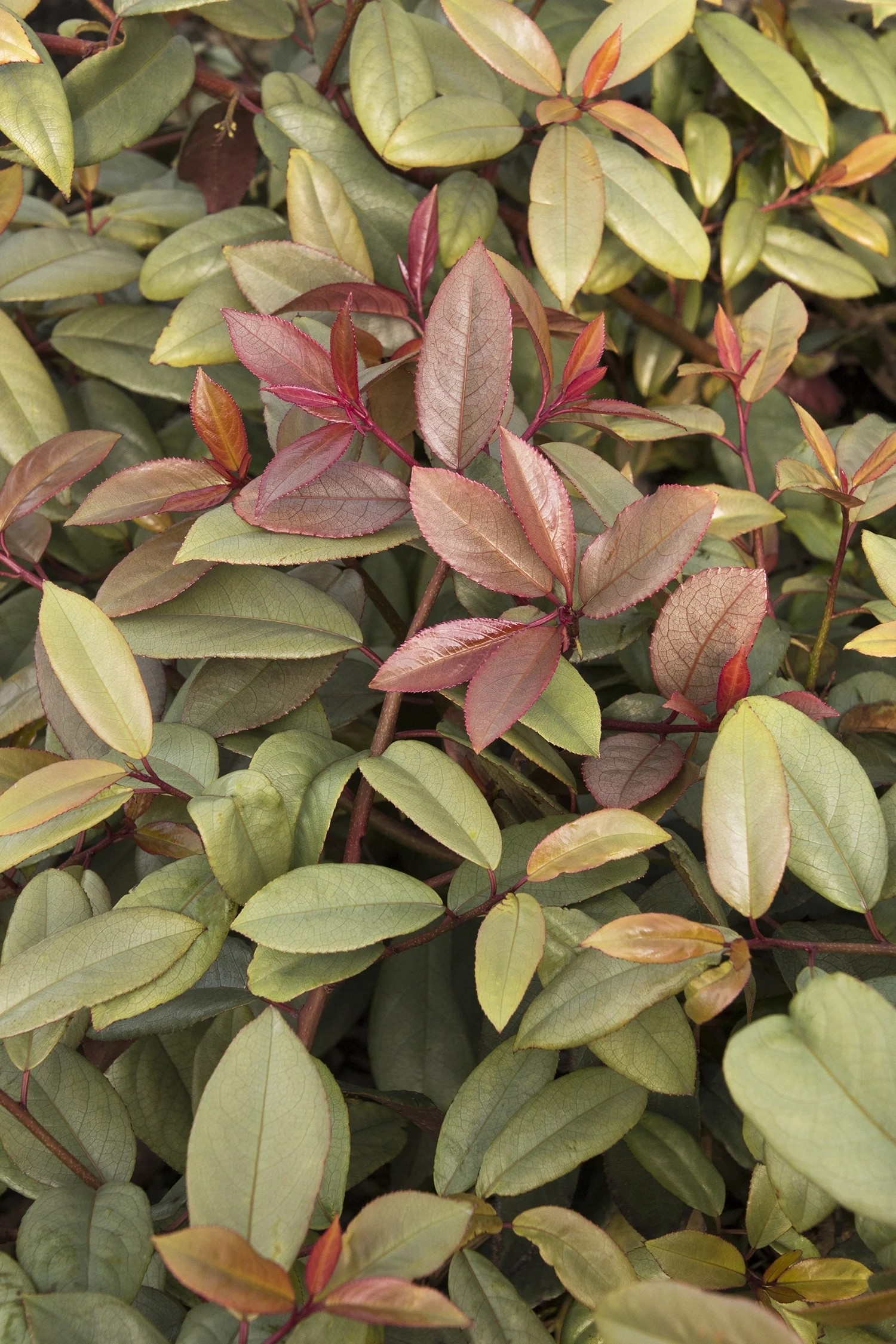 Copper Flame® Winter Spike
