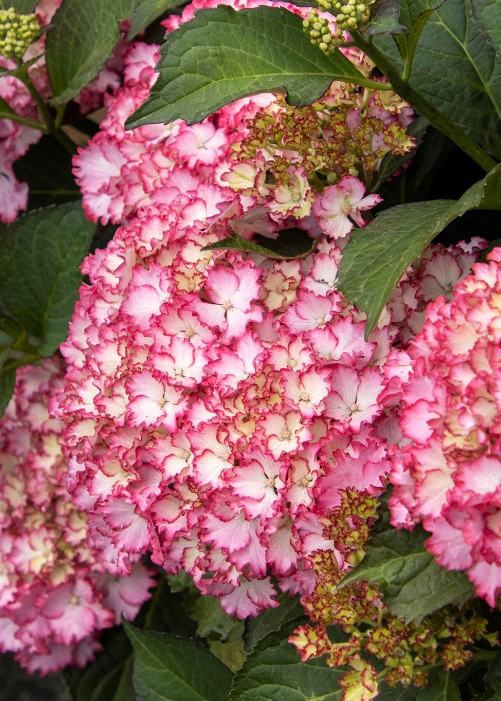 Seaside Serenade® Fire Island Hydrangea 6 Seaside Serenade® Fire Island Hydrangea