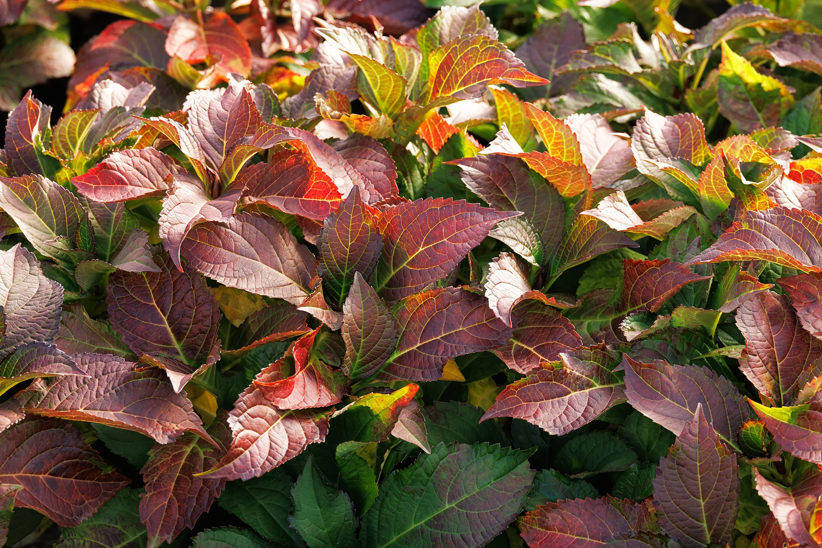 Seaside Serenade® Fire Island Hydrangea 2 Seaside Serenade® Fire Island Hydrangea