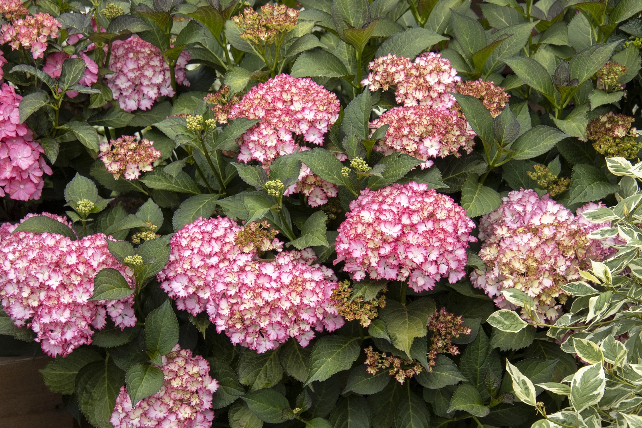 Seaside Serenade® Fire Island Hydrangea 3 Seaside Serenade® Fire Island Hydrangea