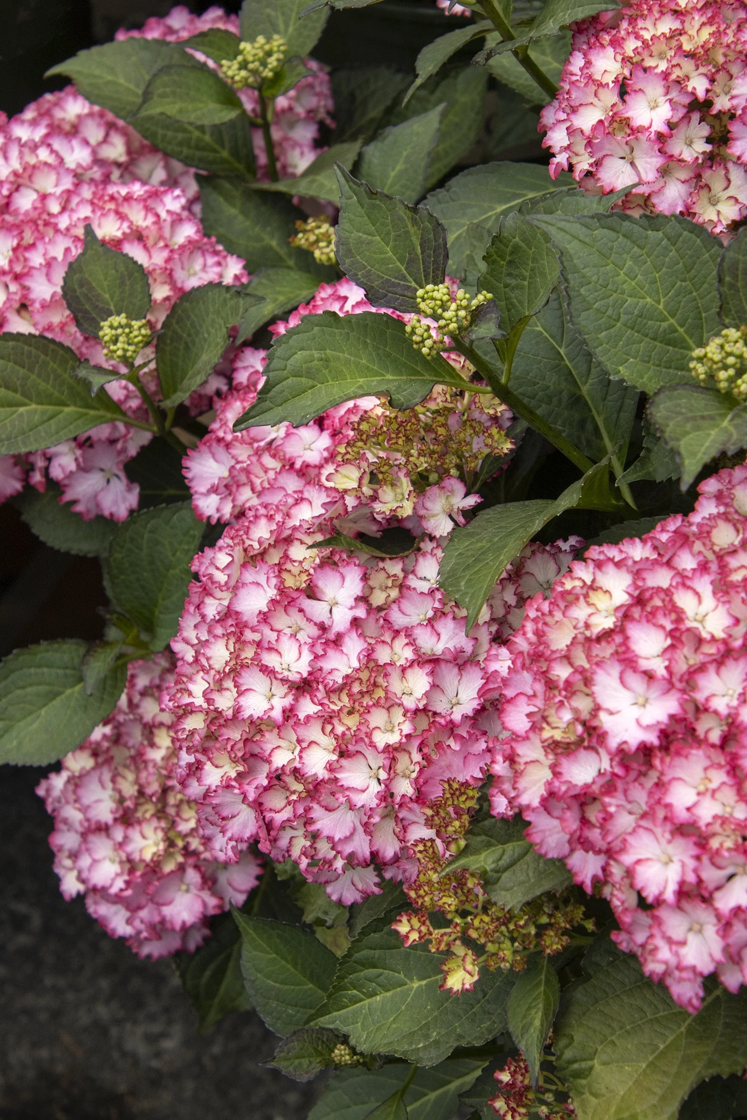 Seaside Serenade® Fire Island Hydrangea 4 Seaside Serenade® Fire Island Hydrangea