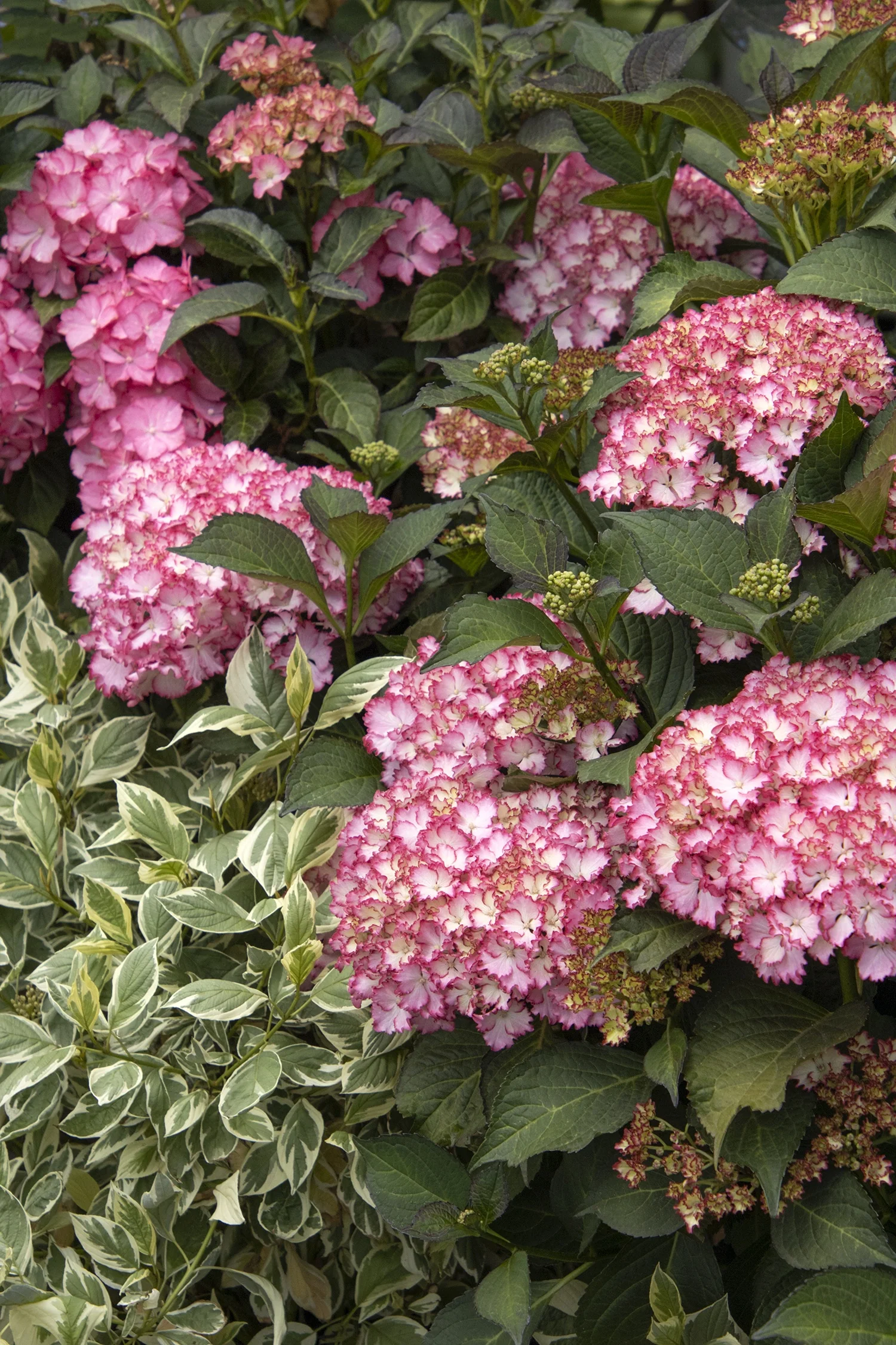 Seaside Serenade® Fire Island Hydrangea 5 Seaside Serenade® Fire Island Hydrangea