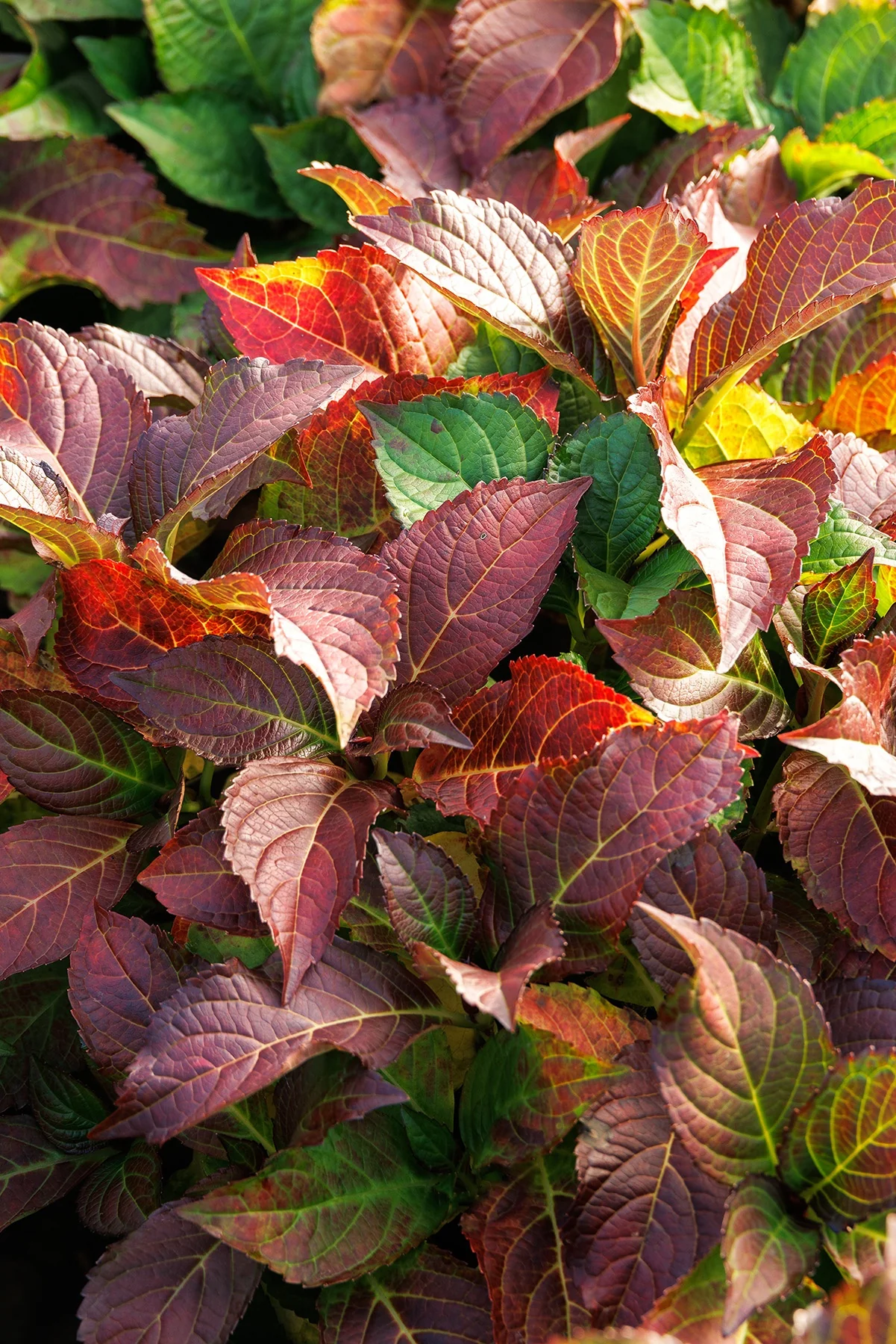 Seaside Serenade® Fire Island Hydrangea 6 Seaside Serenade® Fire Island Hydrangea