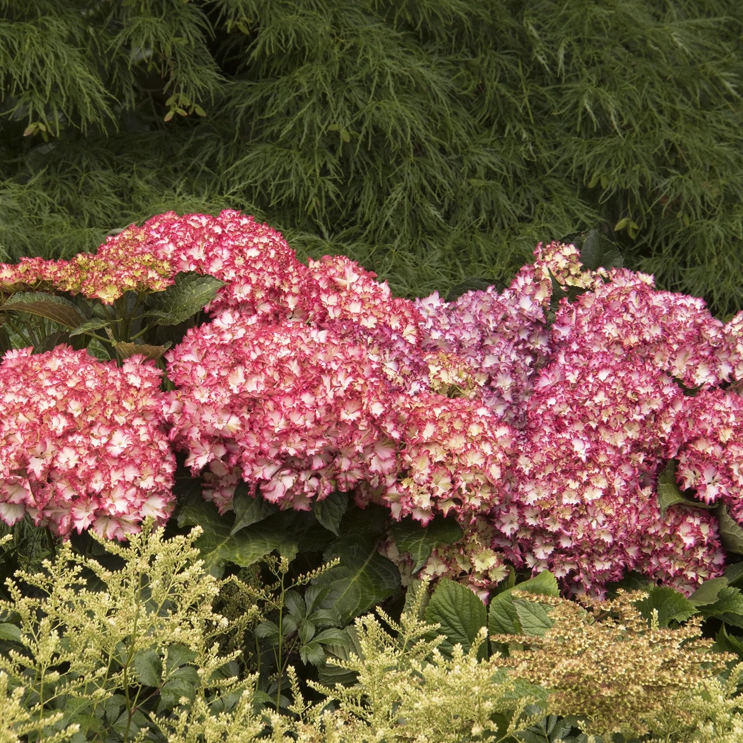 Seaside Serenade® Fire Island Hydrangea 7 Seaside Serenade® Fire Island Hydrangea
