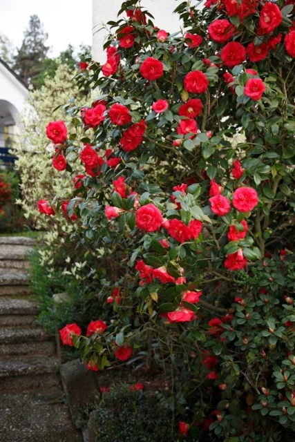 April Tryst Camellia 1 April Tryst Camellia