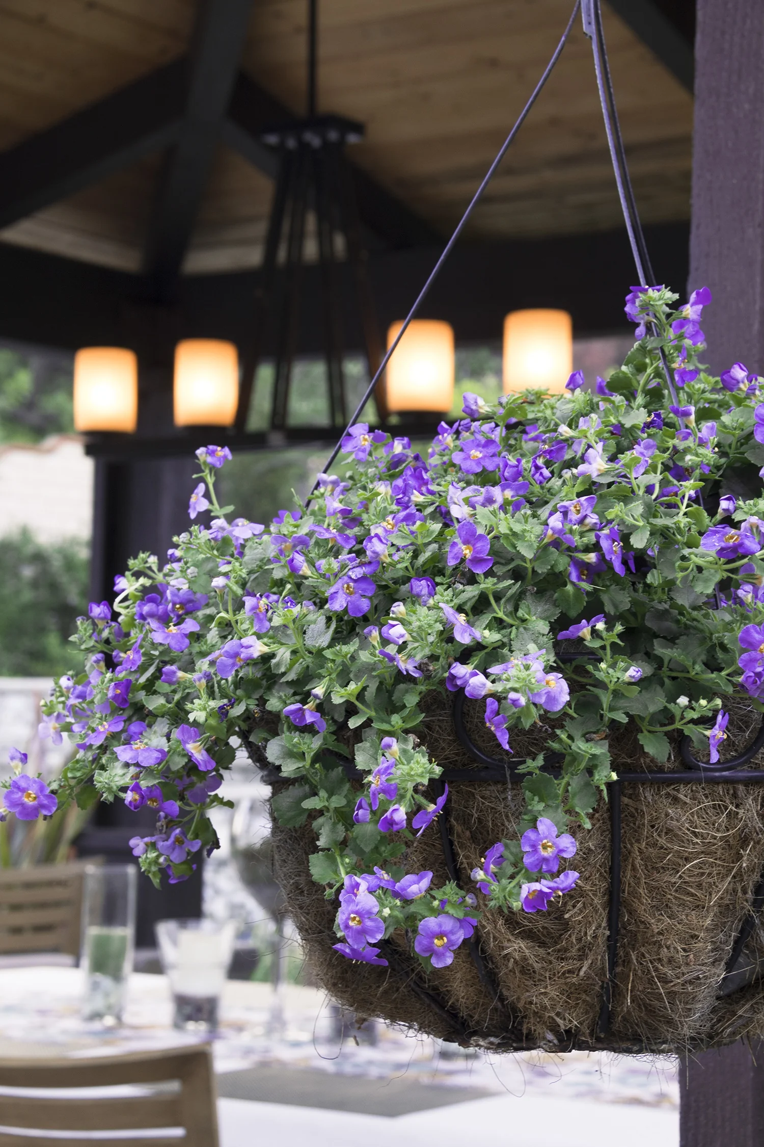 Betty® Bacopa 13 Betty® Bacopa