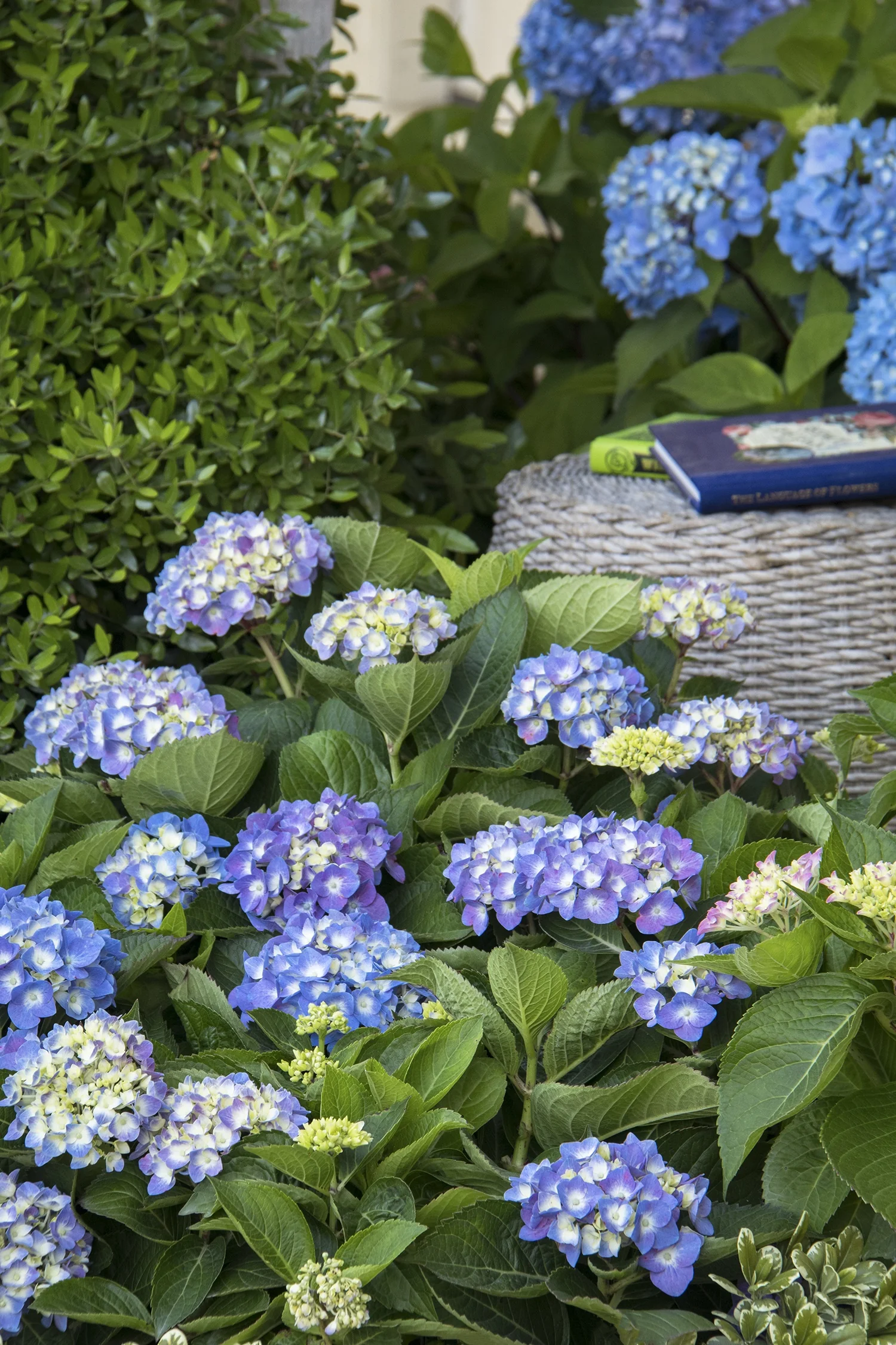 Seaside Serenade® Cape Cod Hydrangea