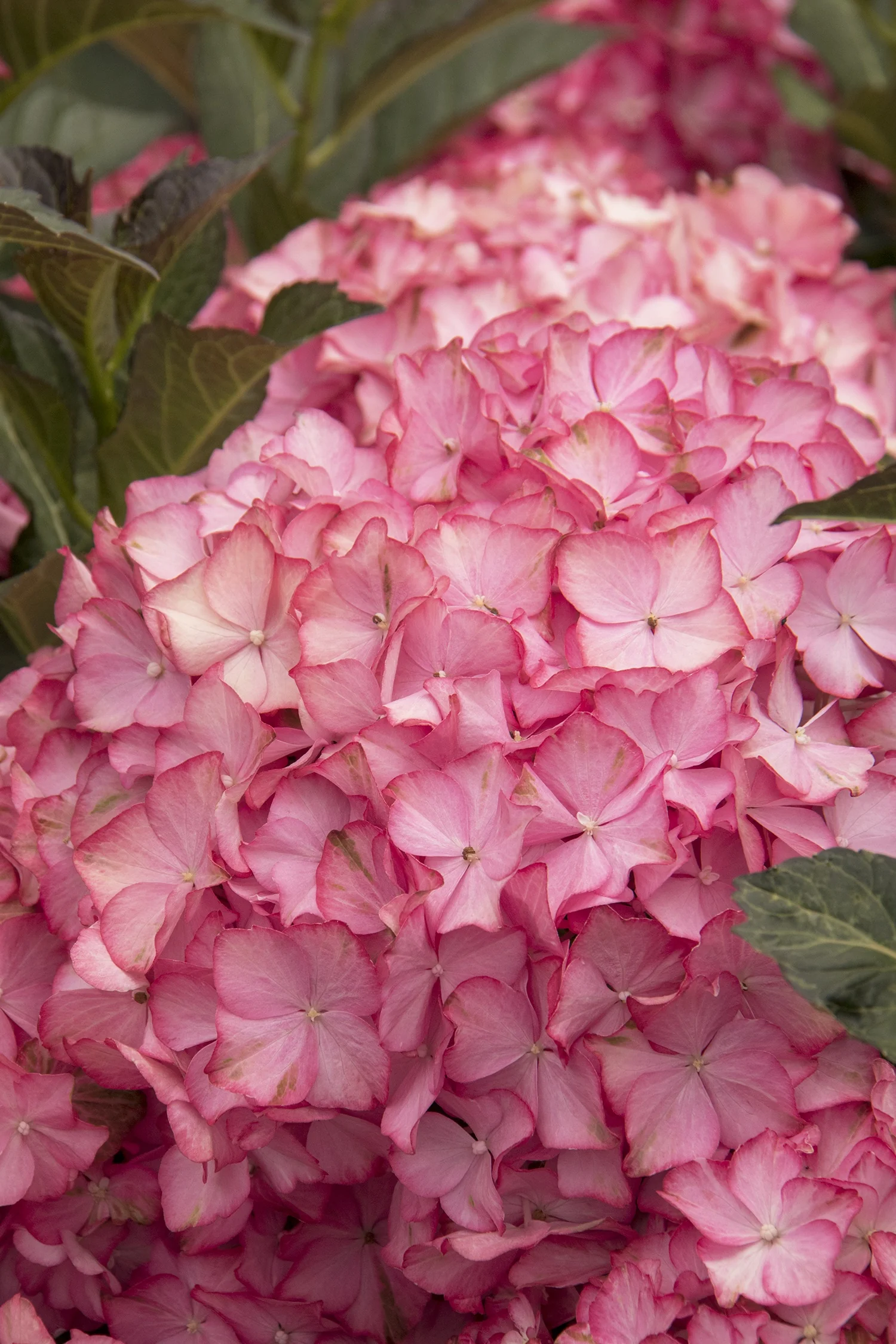 Seaside Serenade® Hamptons Hydrangea 13 Seaside Serenade® Hamptons Hydrangea