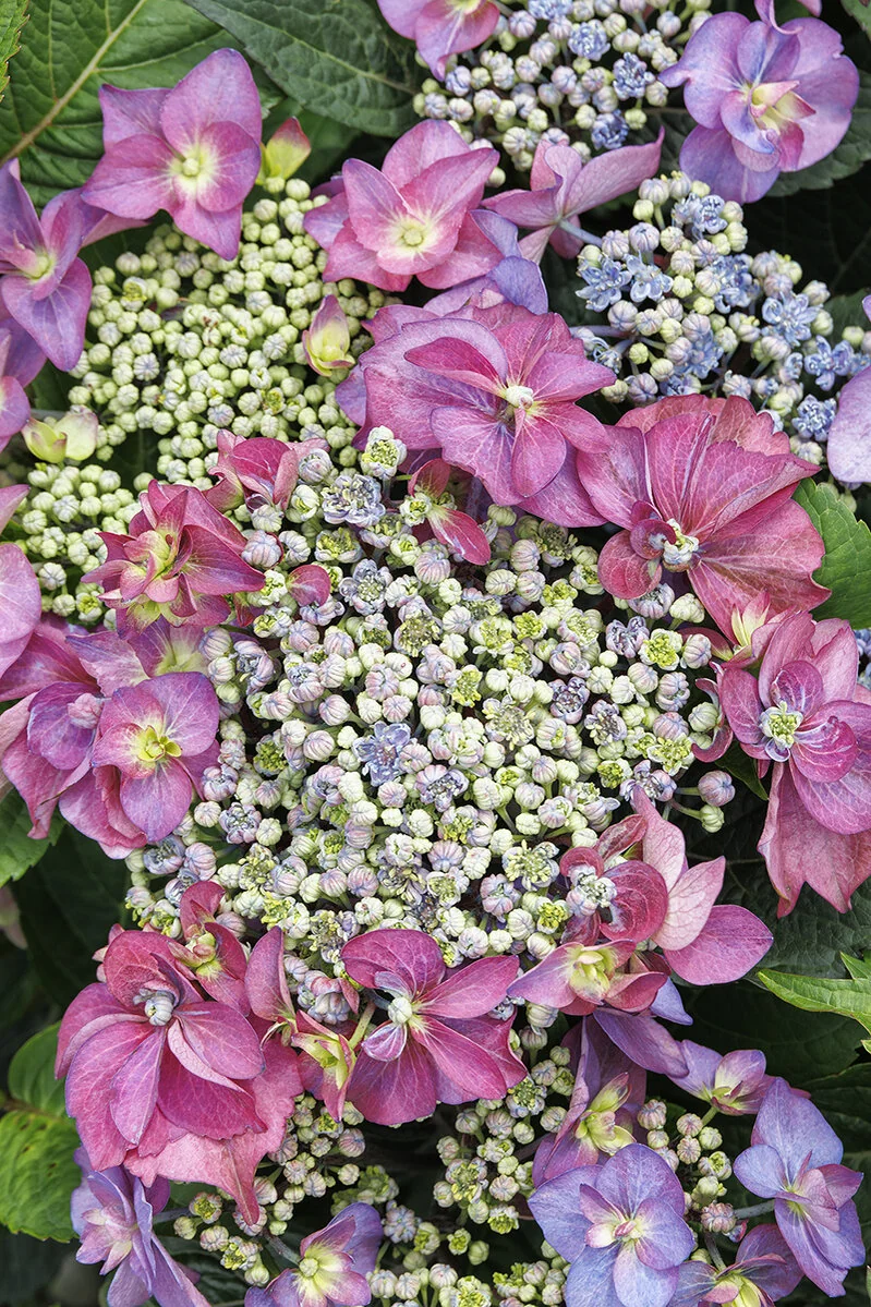 Seaside Serenade® Cape May Hydrangea 1 Seaside Serenade® Cape May Hydrangea