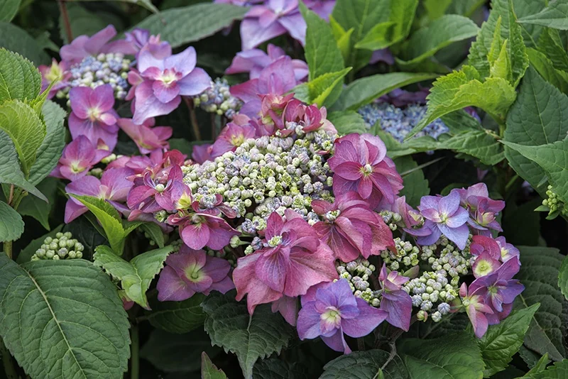 Seaside Serenade® Cape May Hydrangea 2 Seaside Serenade® Cape May Hydrangea