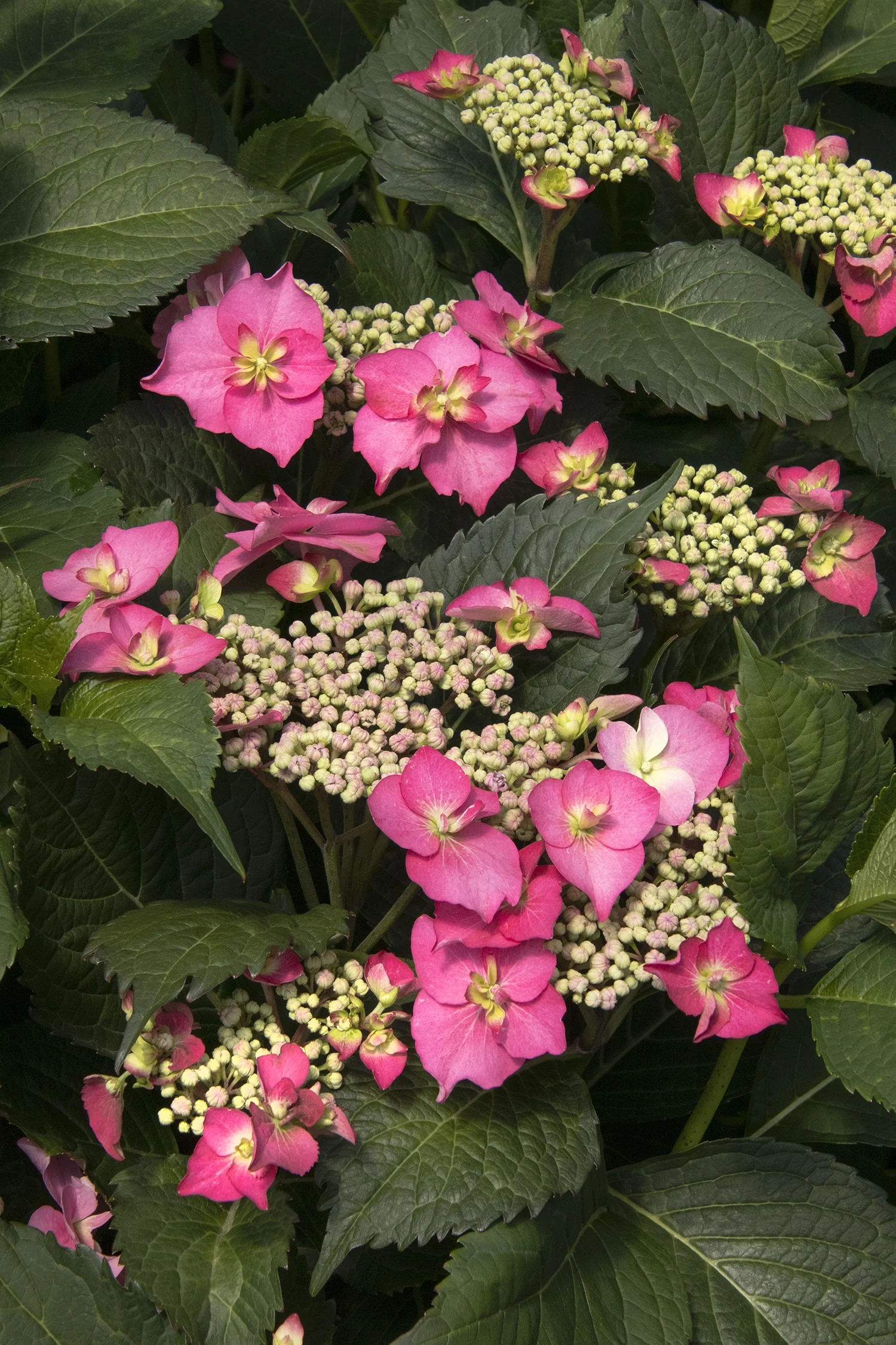 Seaside Serenade® Cape May Hydrangea 3 Seaside Serenade® Cape May Hydrangea