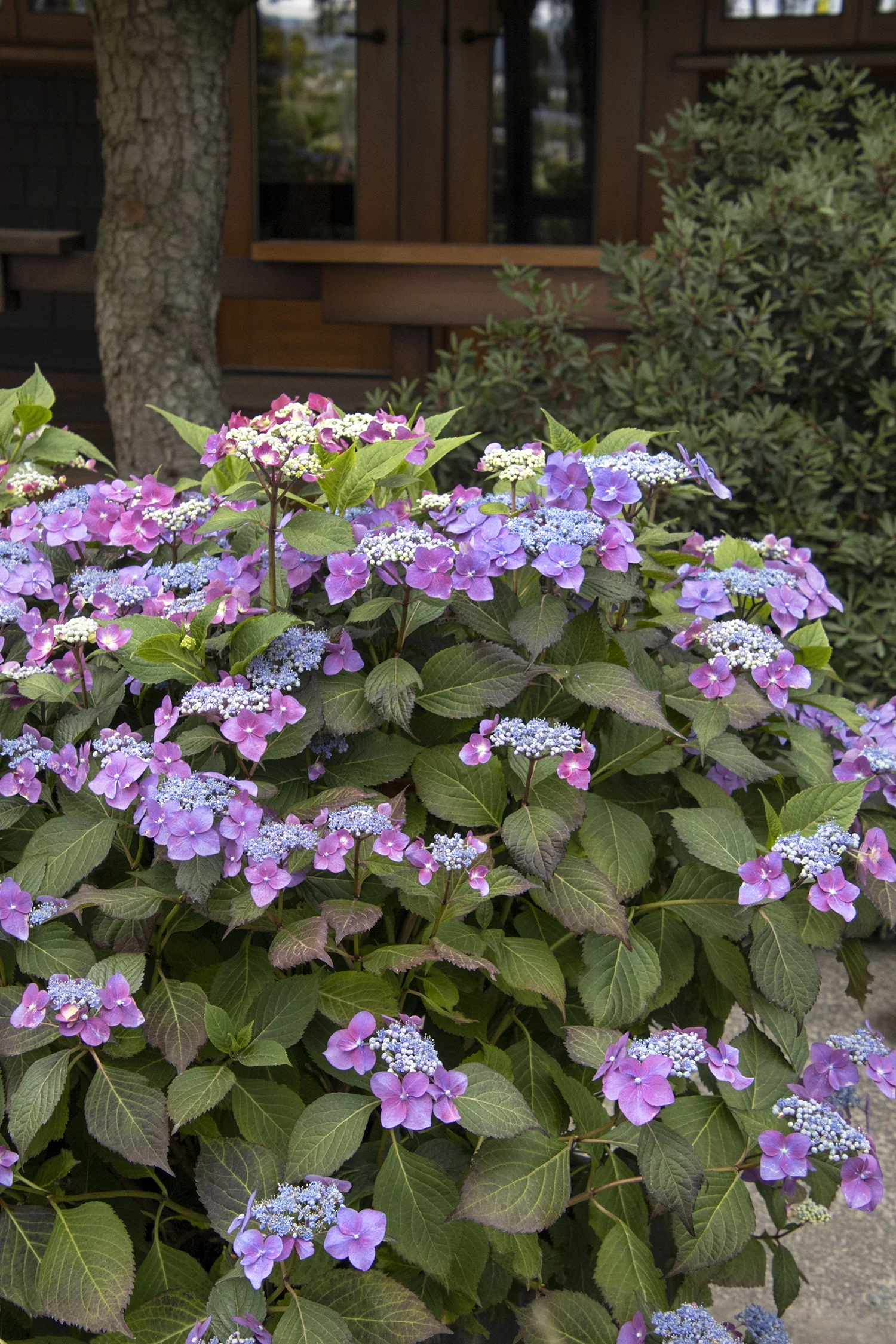 Seaside Serenade® Cape May Hydrangea 4 Seaside Serenade® Cape May Hydrangea