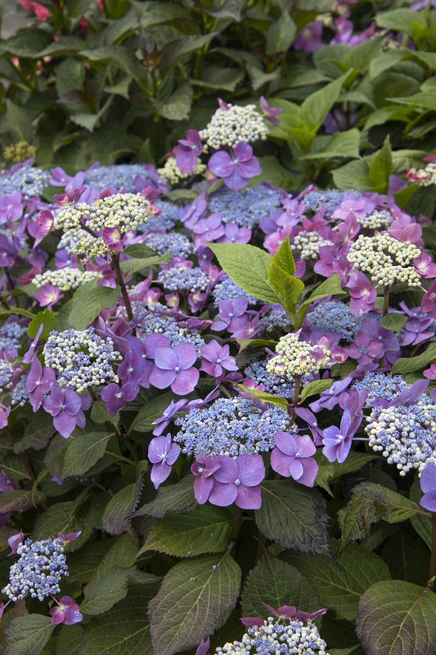 Seaside Serenade® Cape May Hydrangea 5 Seaside Serenade® Cape May Hydrangea