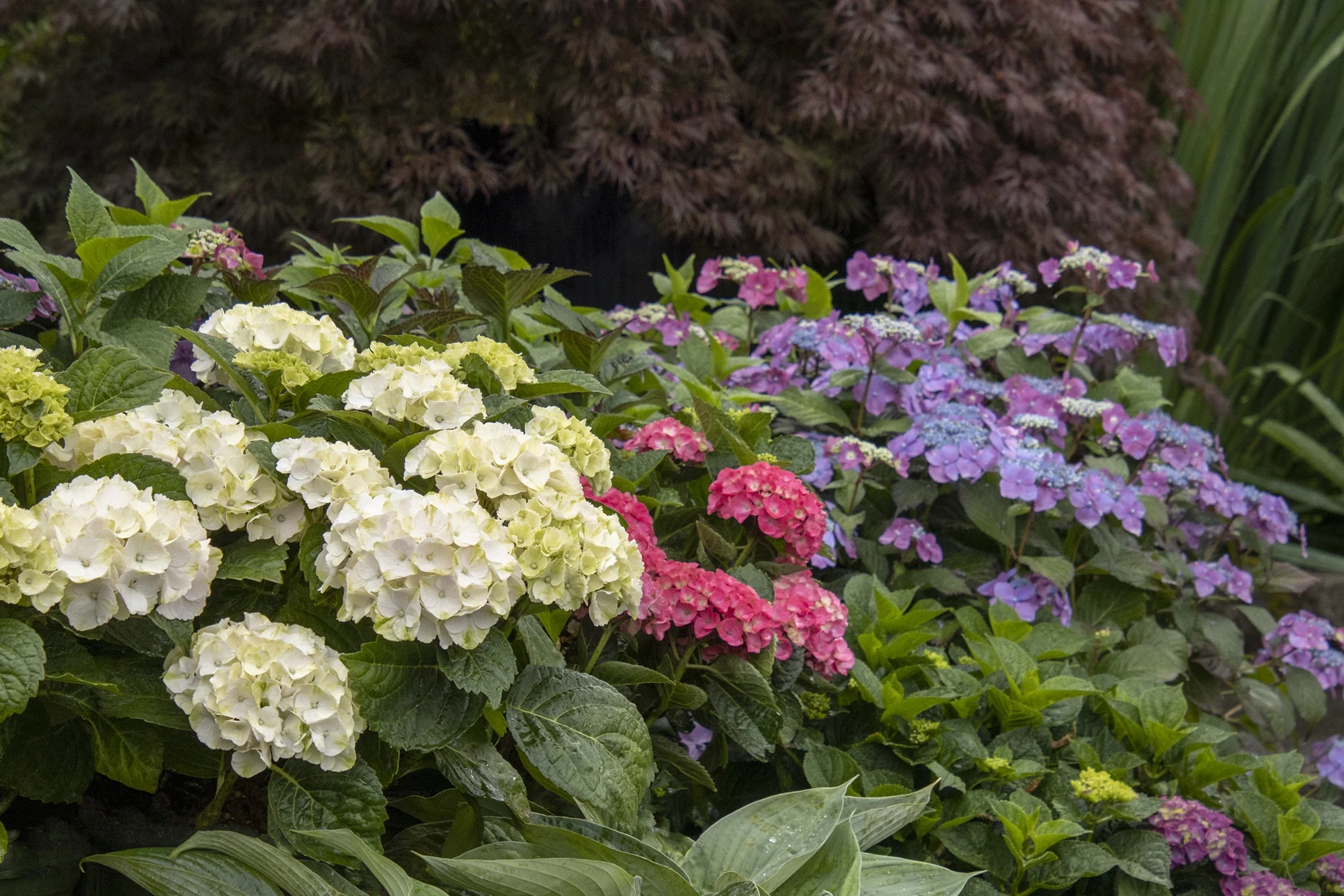 Seaside Serenade® Cape May Hydrangea 6 Seaside Serenade® Cape May Hydrangea