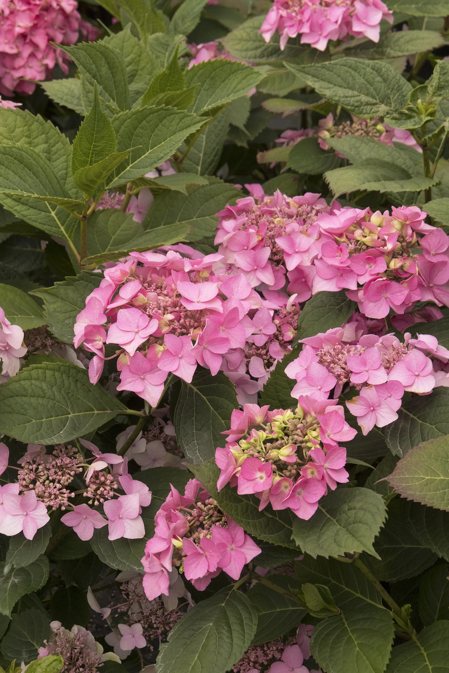 Seaside Serenade® Outer Banks Hydrangea 12 Seaside Serenade® Outer Banks Hydrangea