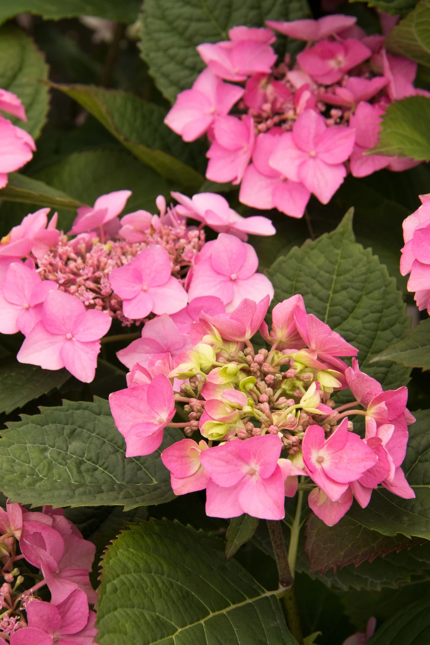 Seaside Serenade® Outer Banks Hydrangea