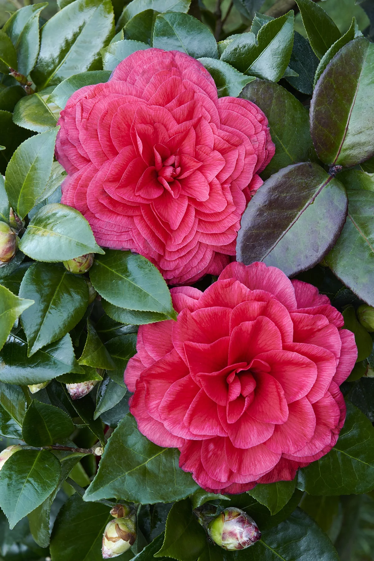 Vestito Rosso® Camellia