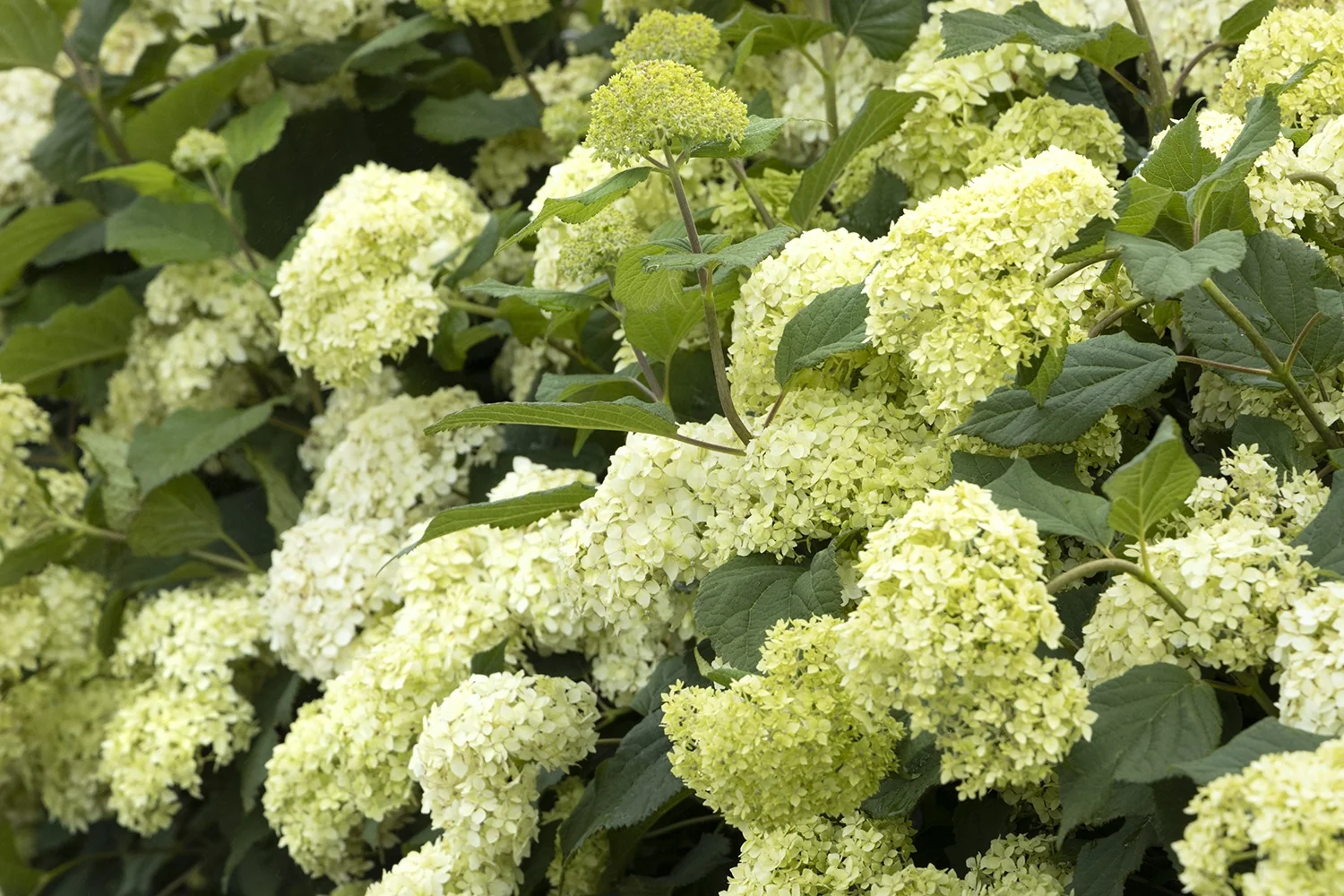Seaside Serenade® Bar Harbor Hydrangea 17 Seaside Serenade® Bar Harbor Hydrangea