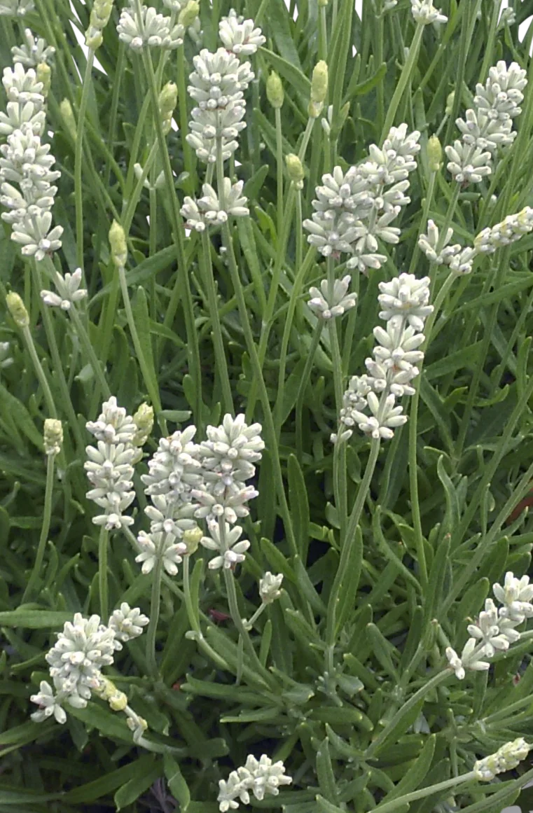 La Diva Spirit White English Lavender 2 La Diva Spirit White English Lavender