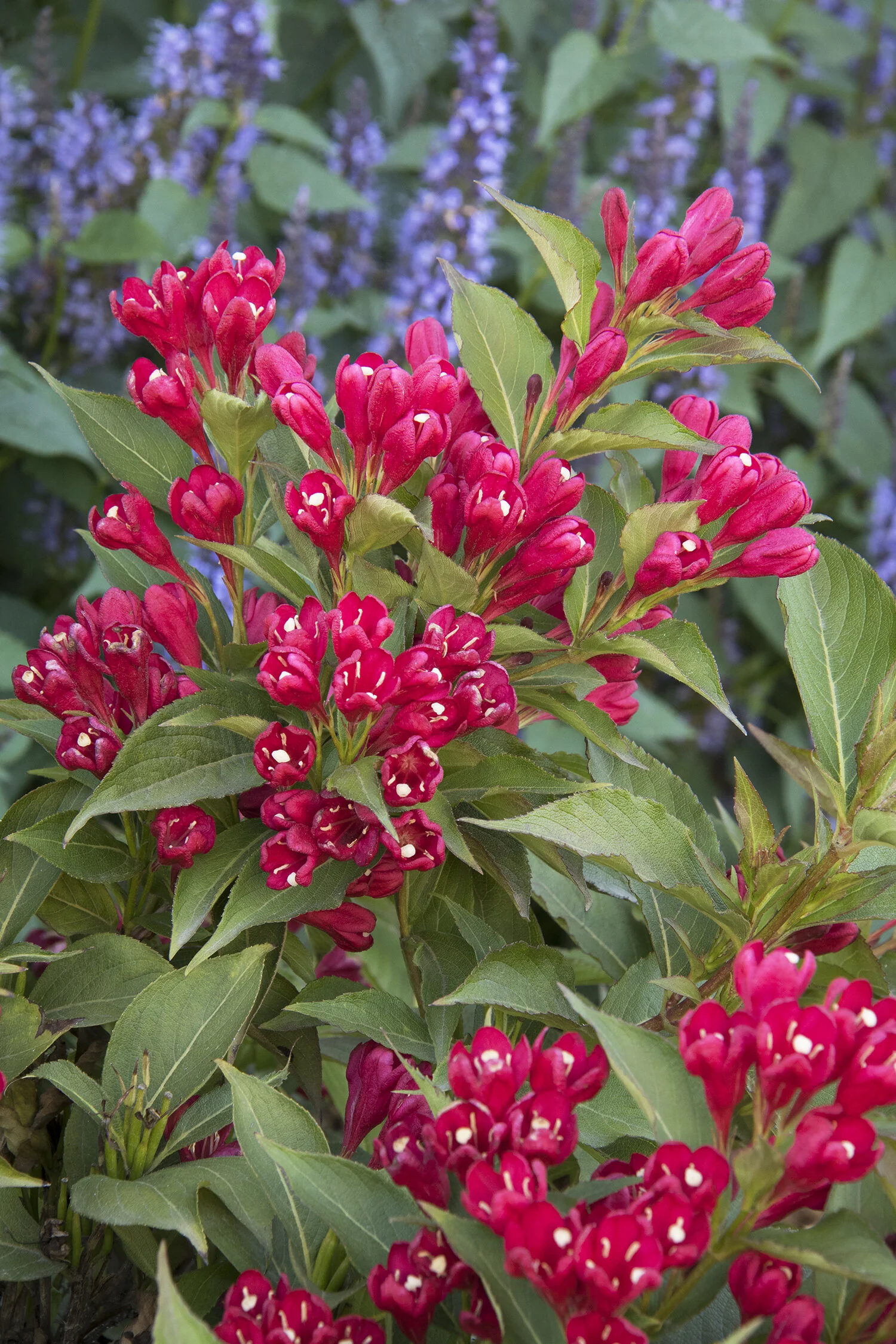 Crimson Kisses® Weigela 10 Crimson Kisses® Weigela