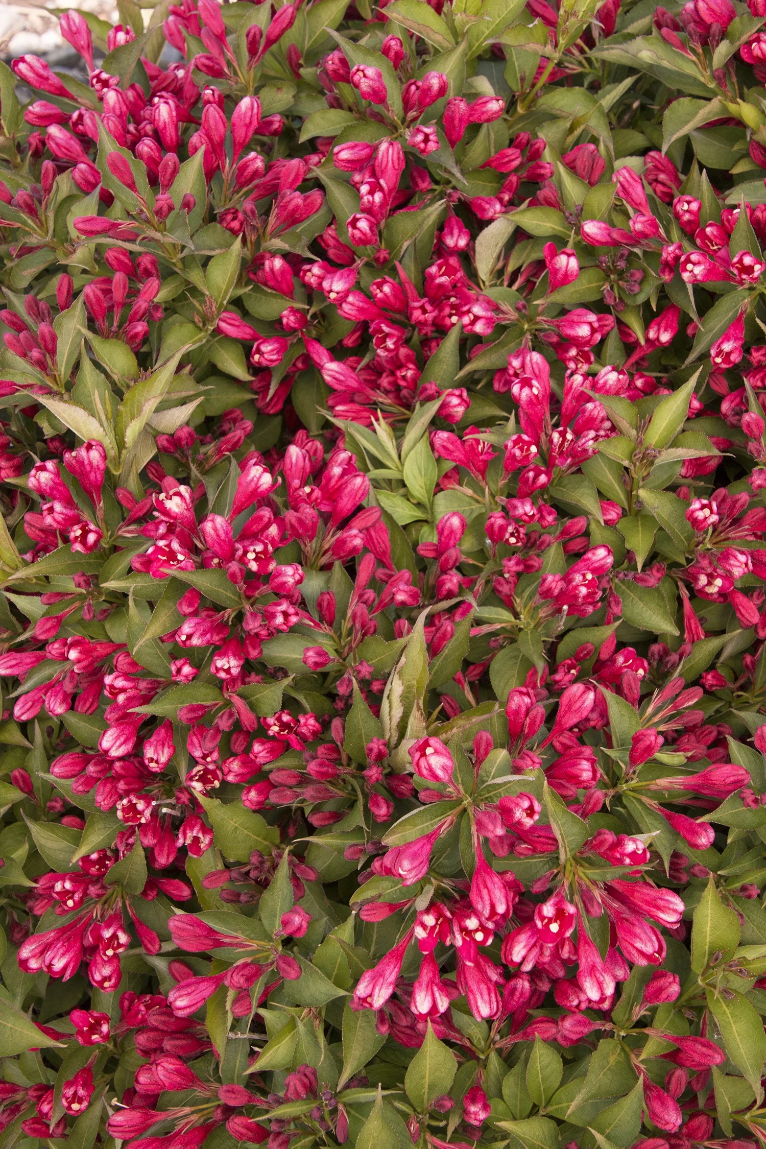 Crimson Kisses® Weigela 2 Crimson Kisses® Weigela