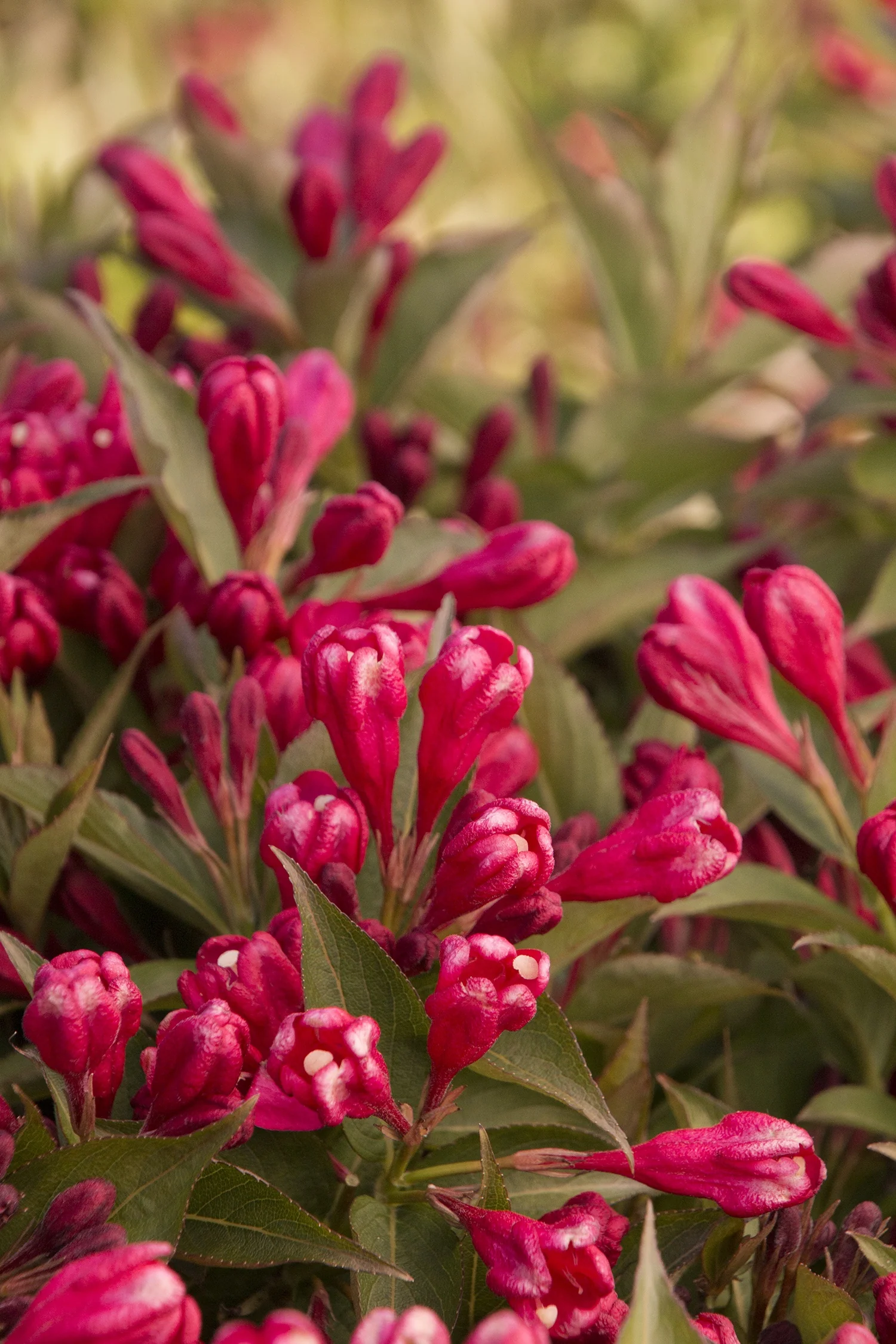 Crimson Kisses® Weigela 3 Crimson Kisses® Weigela