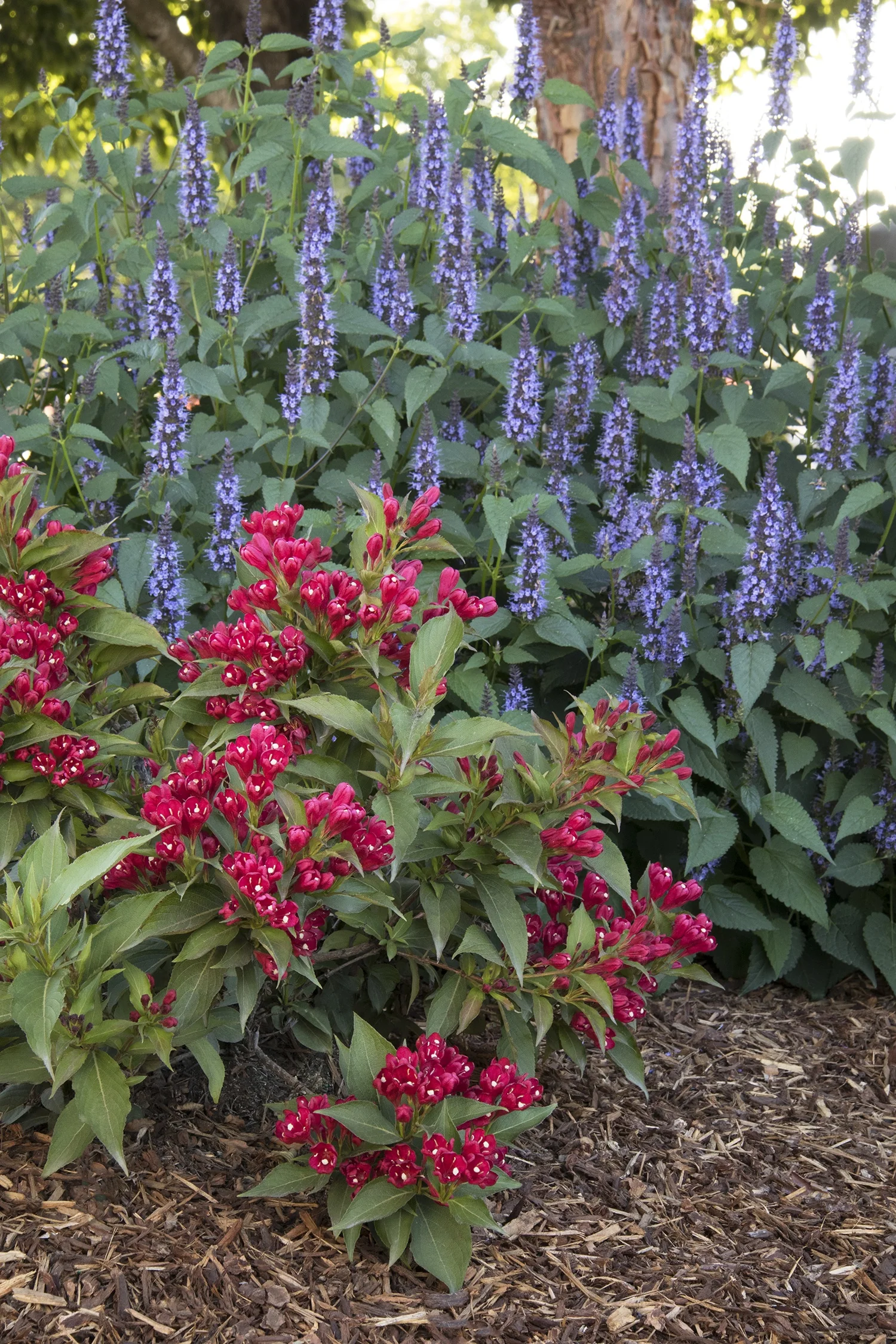 Crimson Kisses® Weigela 4 Crimson Kisses® Weigela