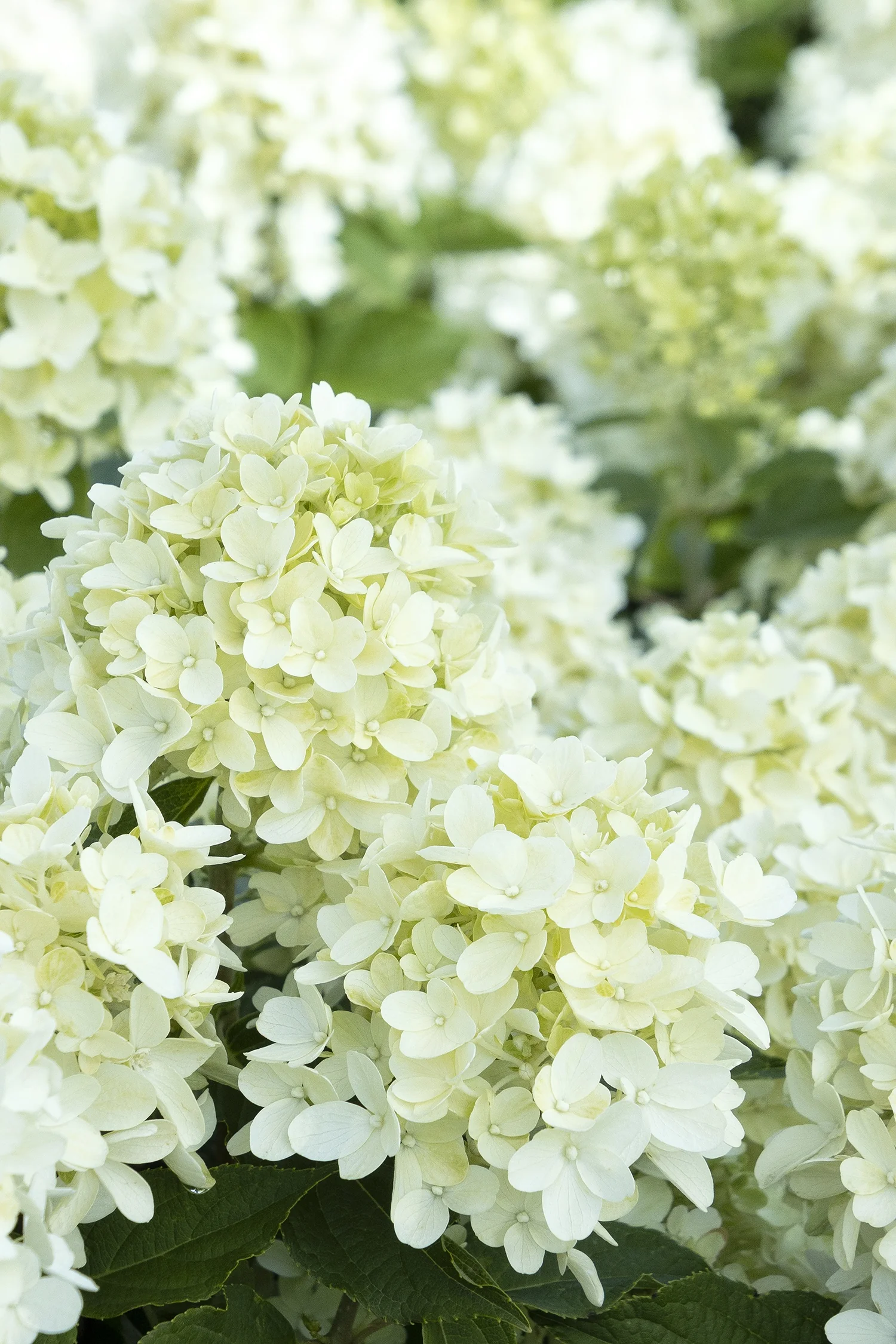 Candy Apple™ Hydrangea