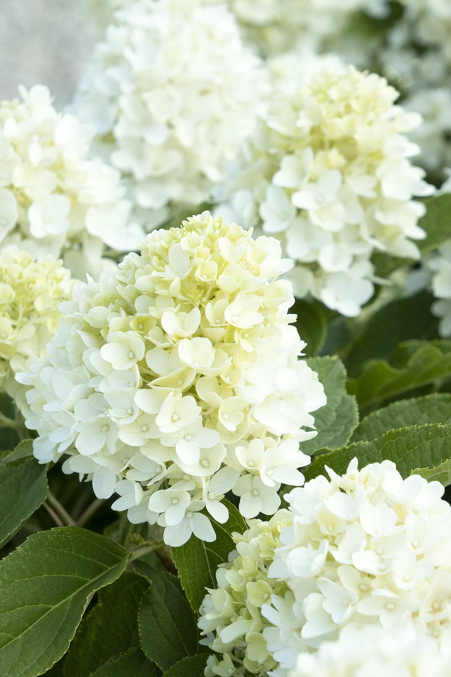 Candy Apple™ Hydrangea