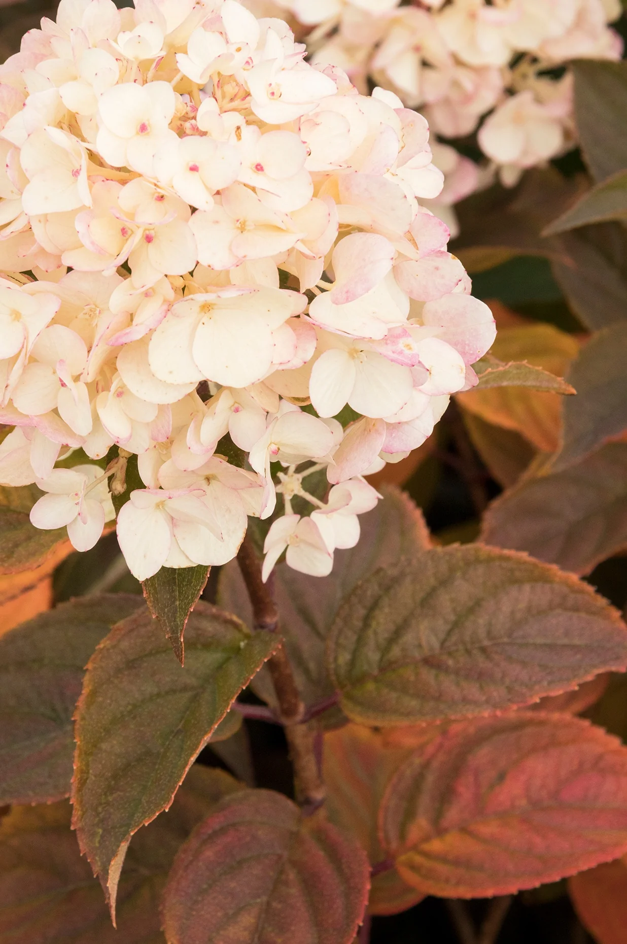 Candy Apple™ Hydrangea 3 Candy Apple™ Hydrangea