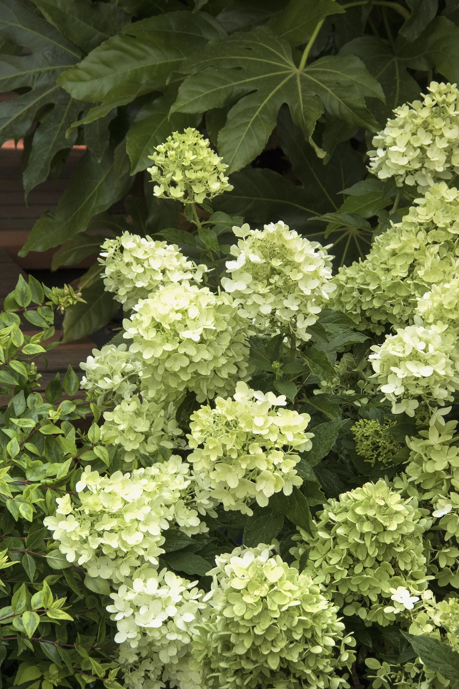 Candy Apple™ Hydrangea 4 Candy Apple™ Hydrangea