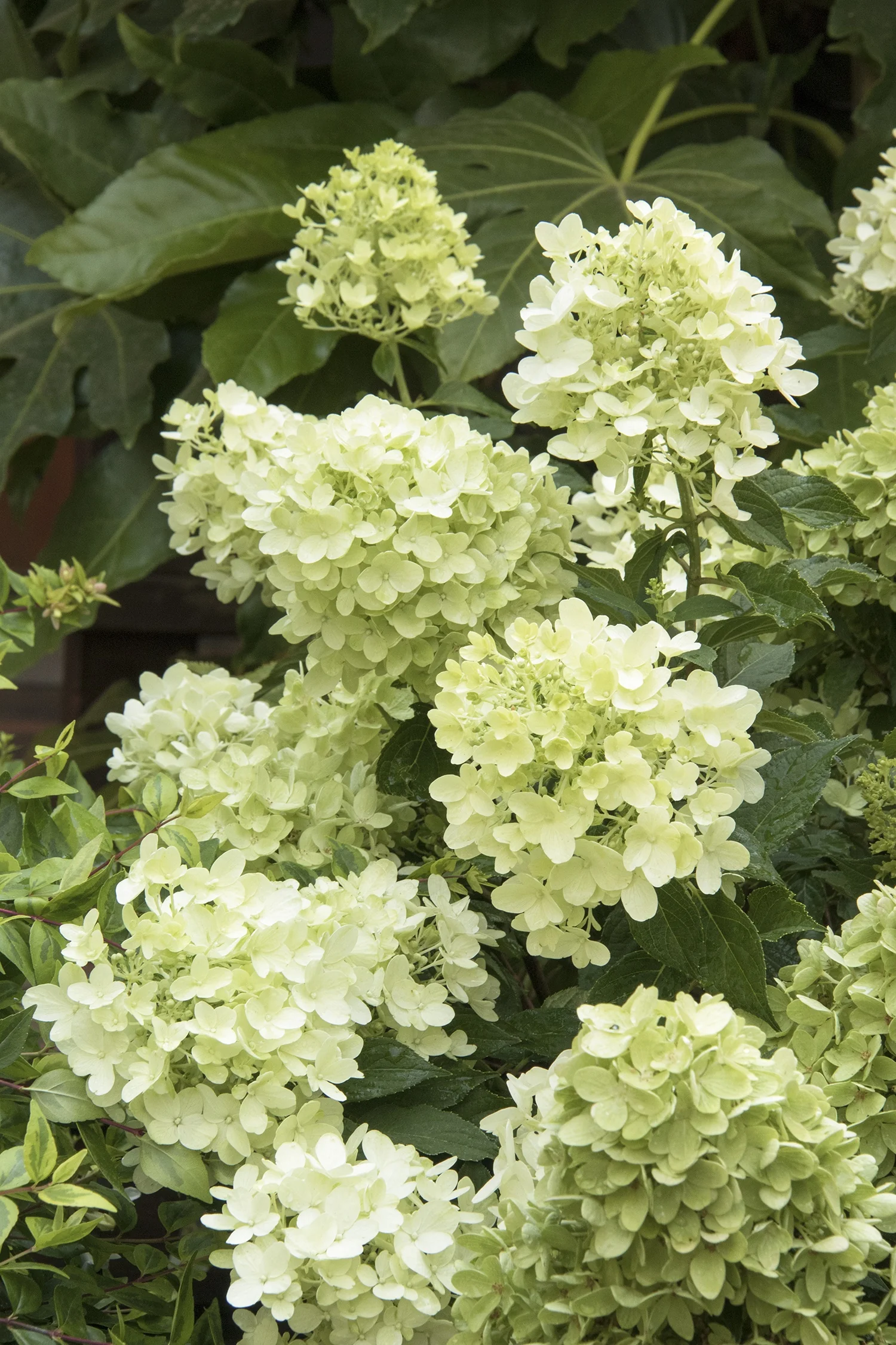 Candy Apple™ Hydrangea 5 Candy Apple™ Hydrangea