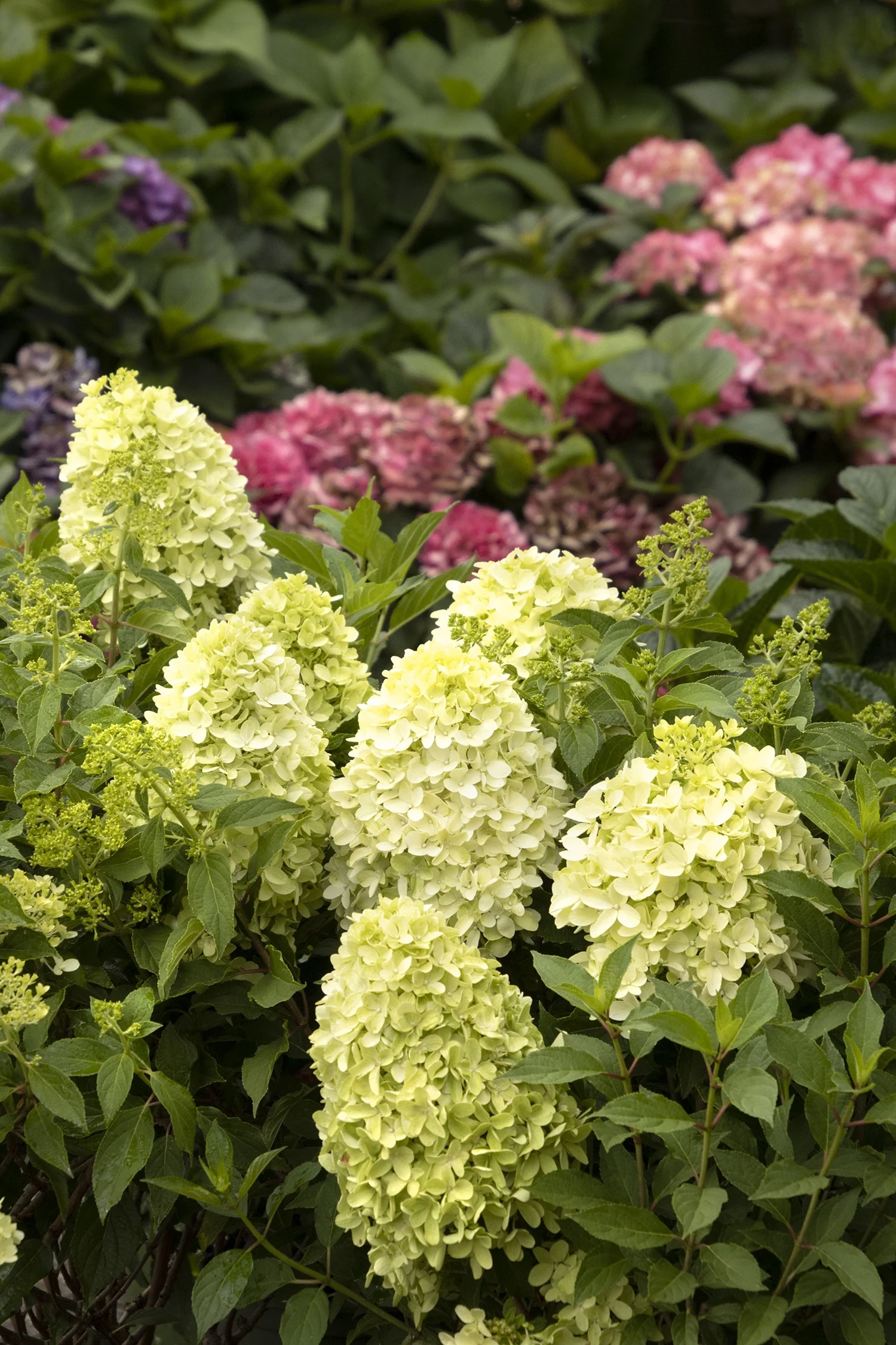 Candy Apple™ Hydrangea 6 Candy Apple™ Hydrangea