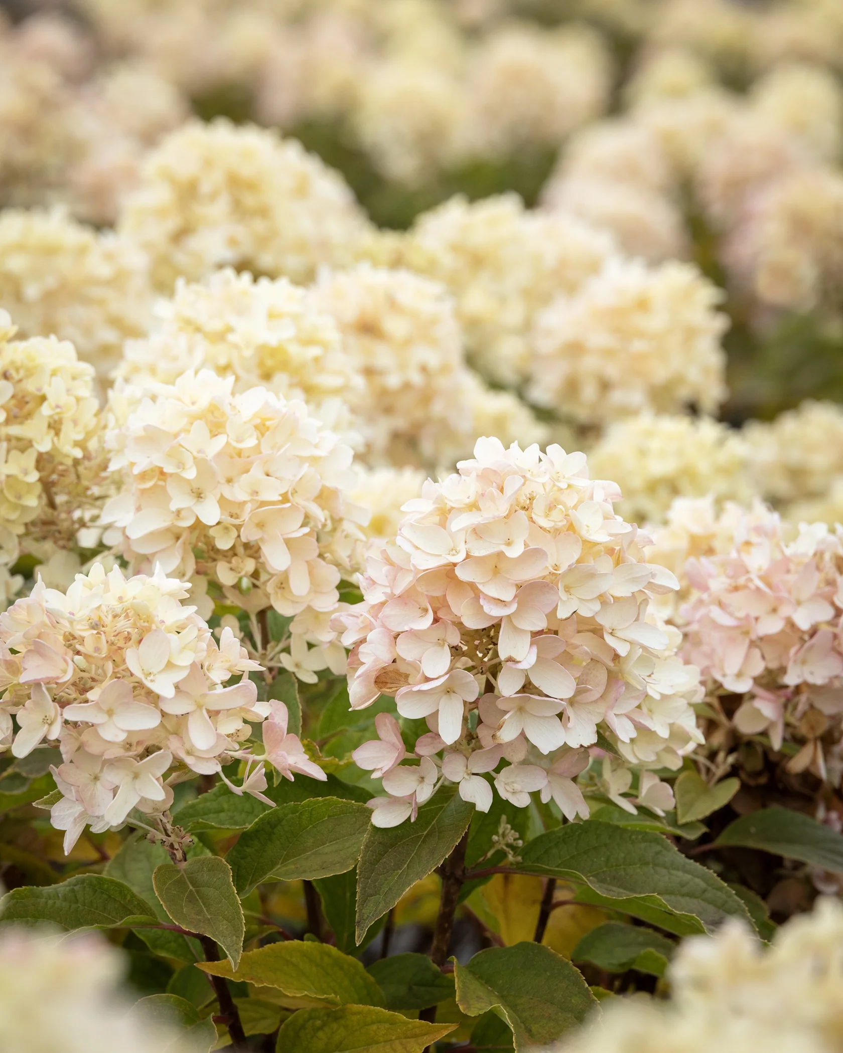 Candy Apple™ Hydrangea 7 Candy Apple™ Hydrangea