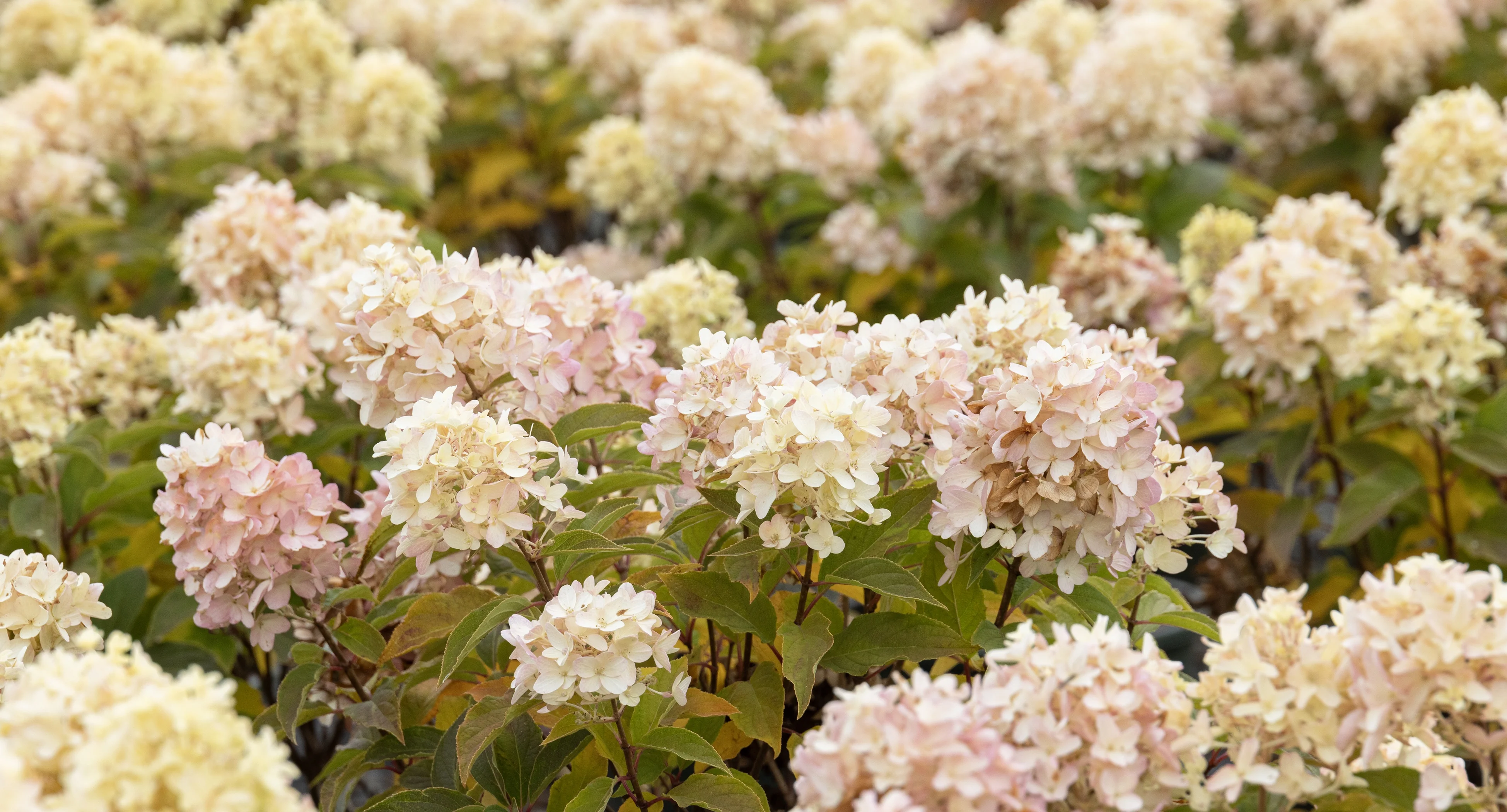 Candy Apple™ Hydrangea 8 Candy Apple™ Hydrangea