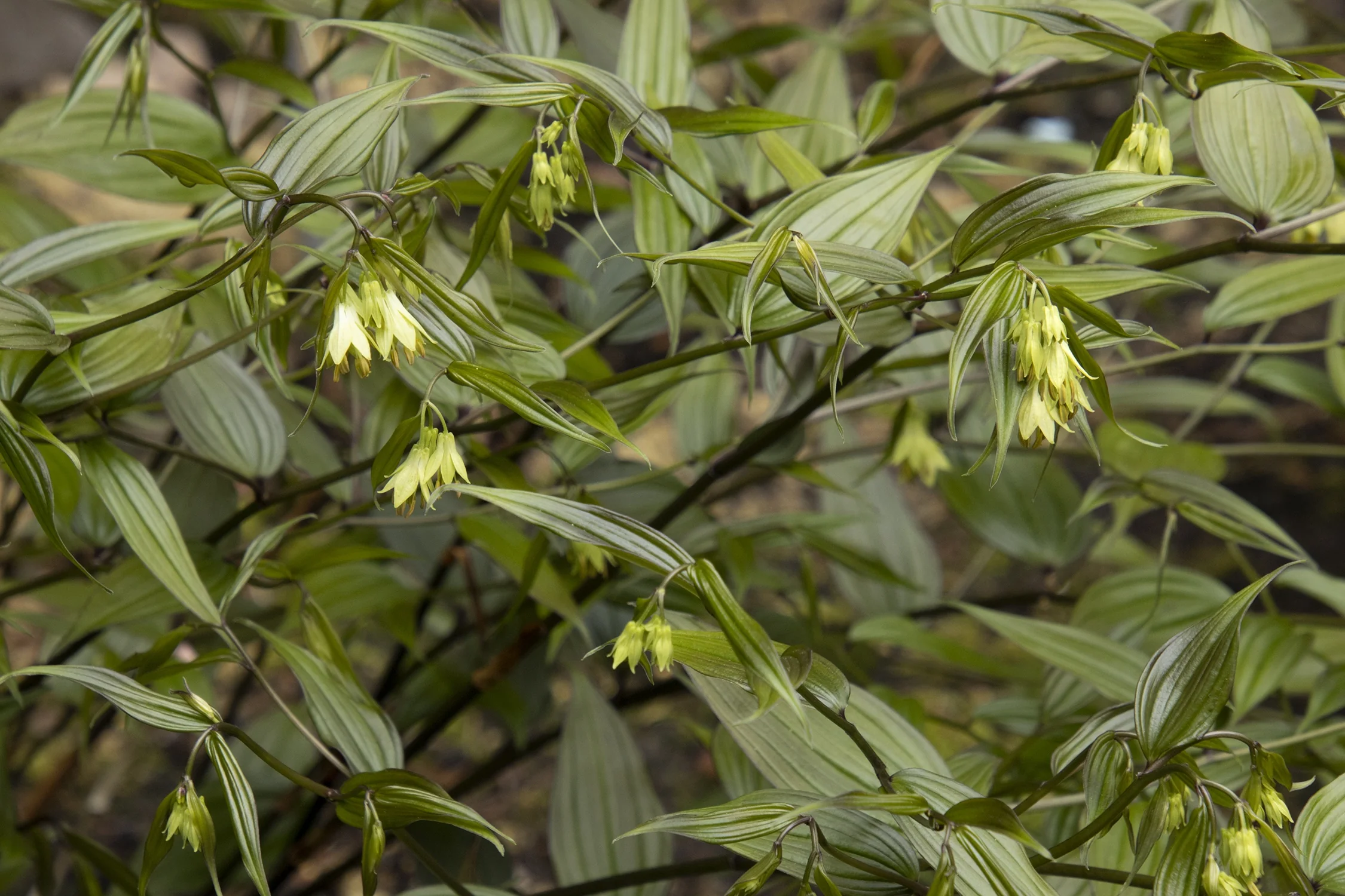 Liftoff® Chinese Fairy Bells 9 Liftoff® Chinese Fairy Bells