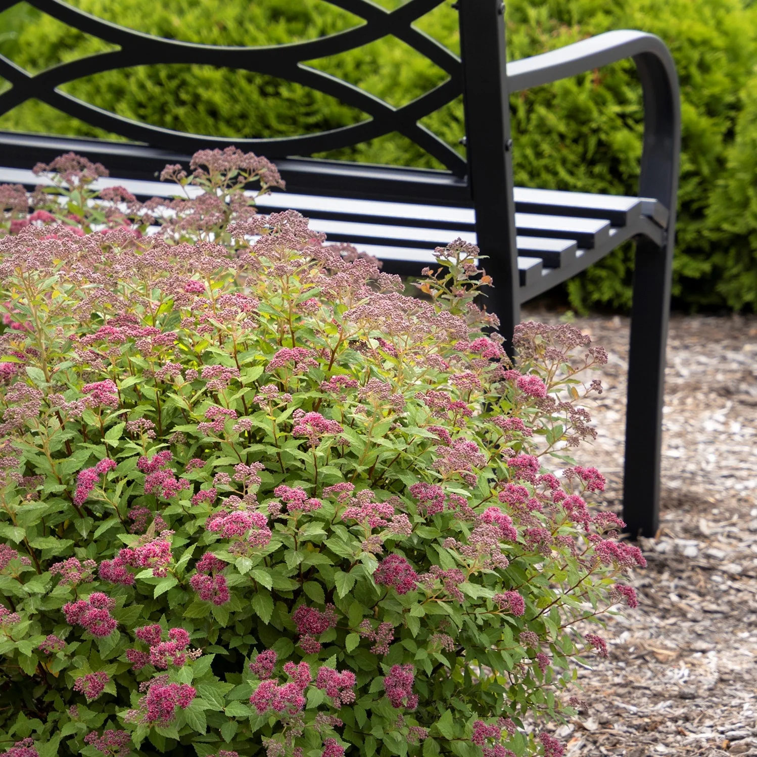 Lil' Flirt Spirea