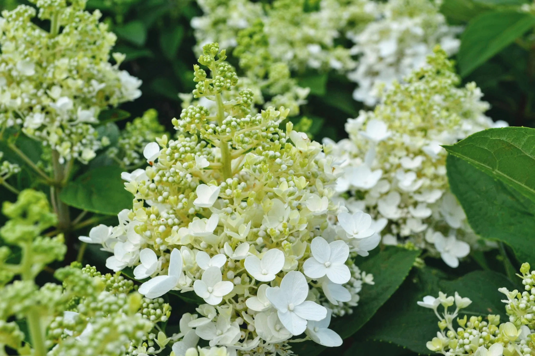Baby Lace® Royal Majestics® Hydrangea 1 Baby Lace® Royal Majestics® Hydrangea