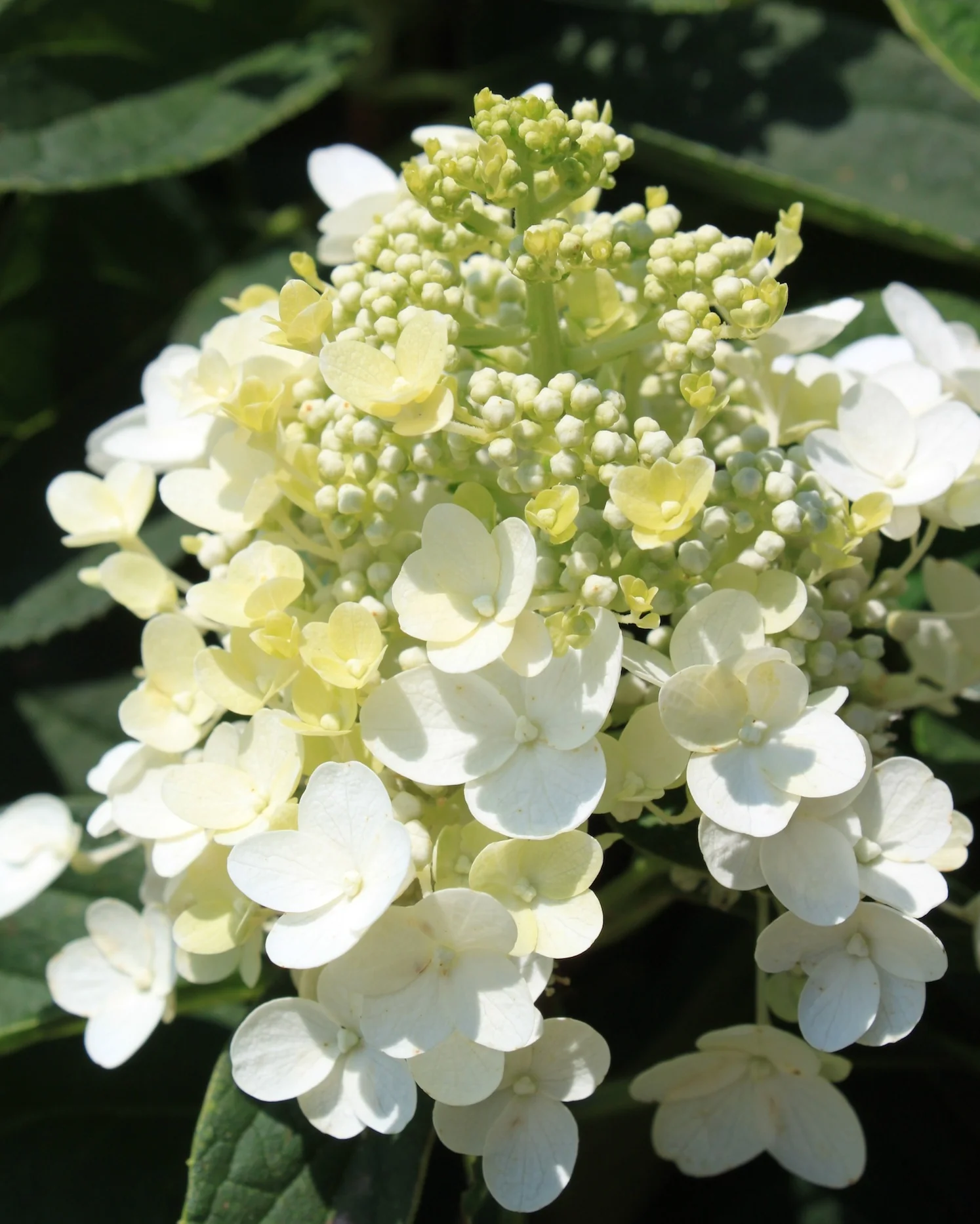 Baby Lace® Royal Majestics® Hydrangea 2 Baby Lace® Royal Majestics® Hydrangea