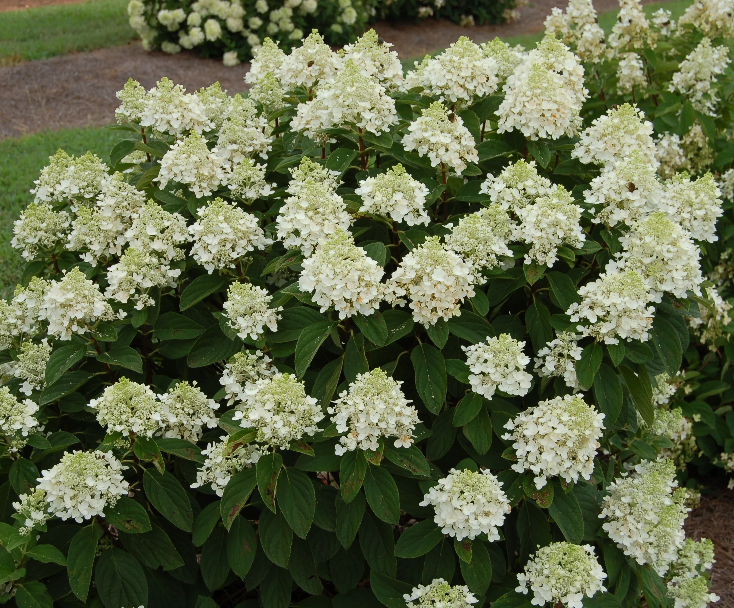 Baby Lace® Royal Majestics® Hydrangea 3 Baby Lace® Royal Majestics® Hydrangea