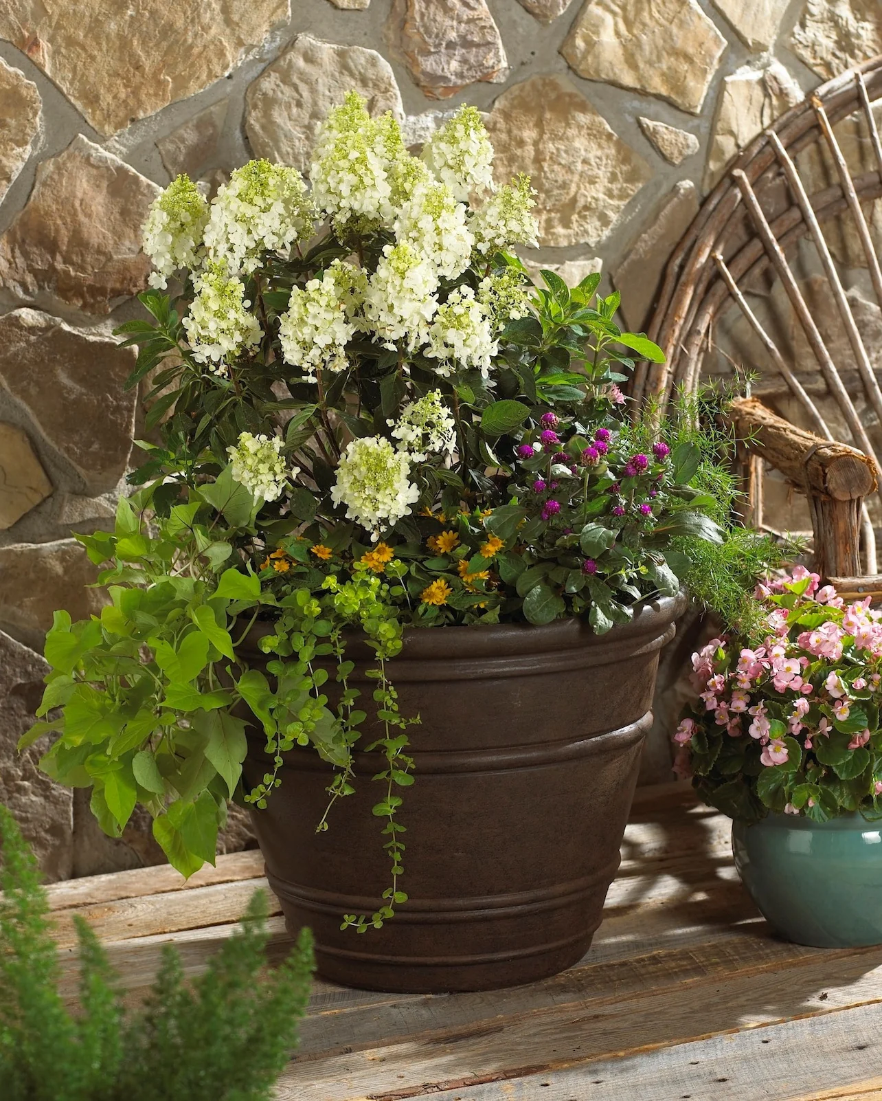 Baby Lace® Royal Majestics® Hydrangea 4 Baby Lace® Royal Majestics® Hydrangea