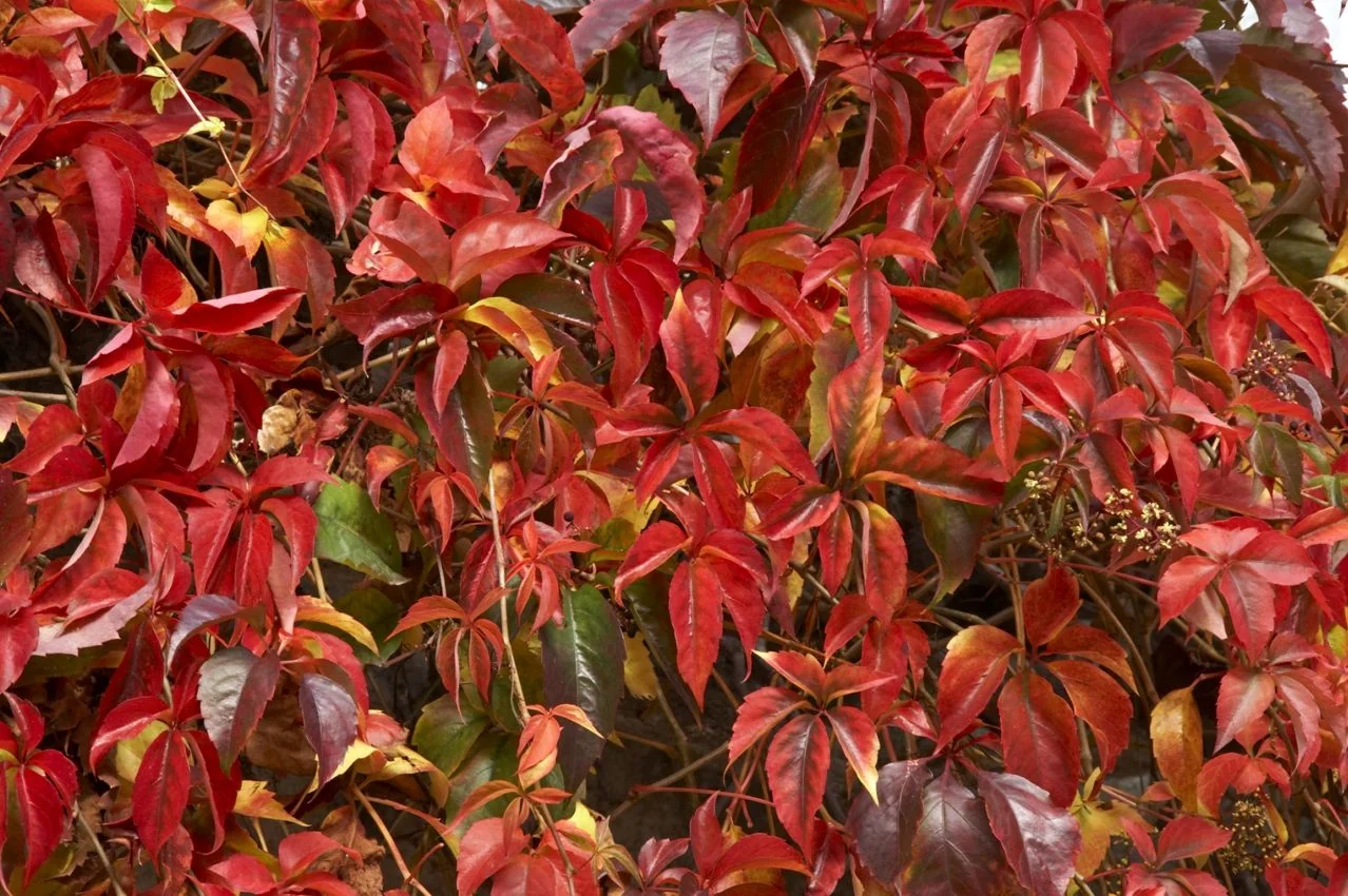 Virginia Creeper
